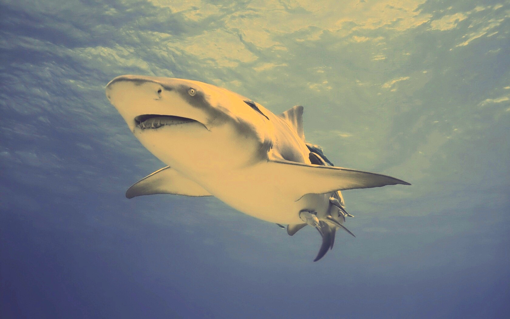 Красивая глубоководная акула обои