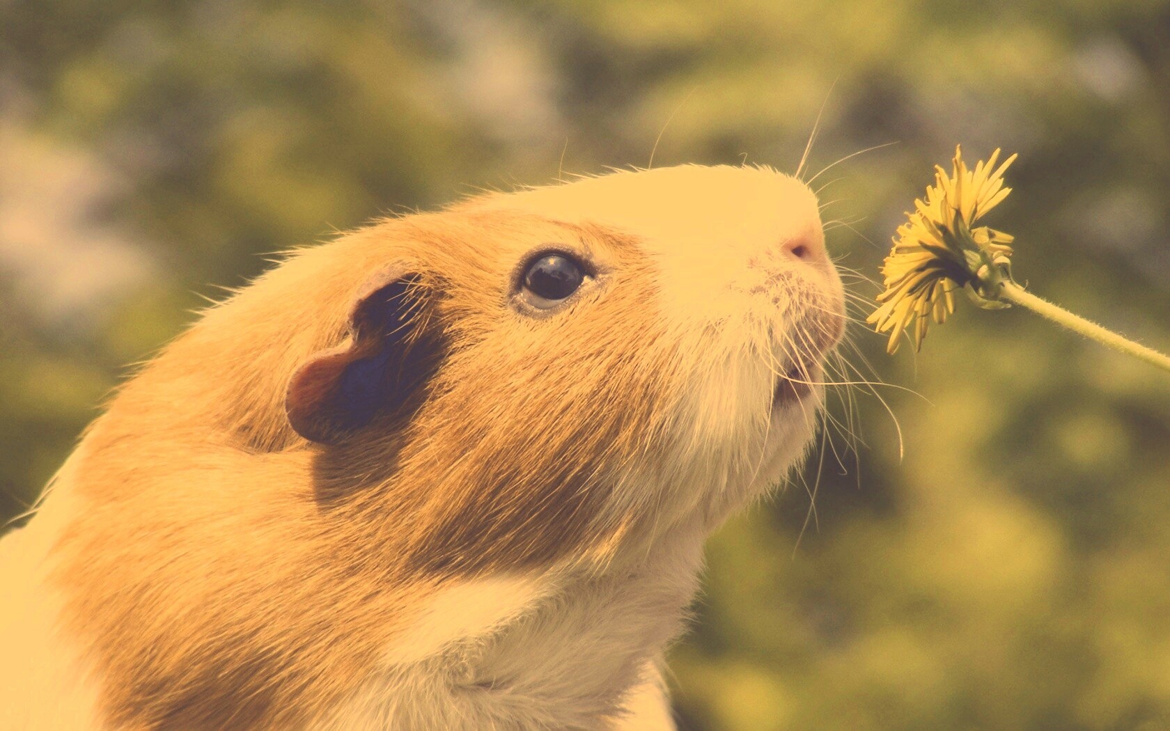 Морская свинка - романтик обои