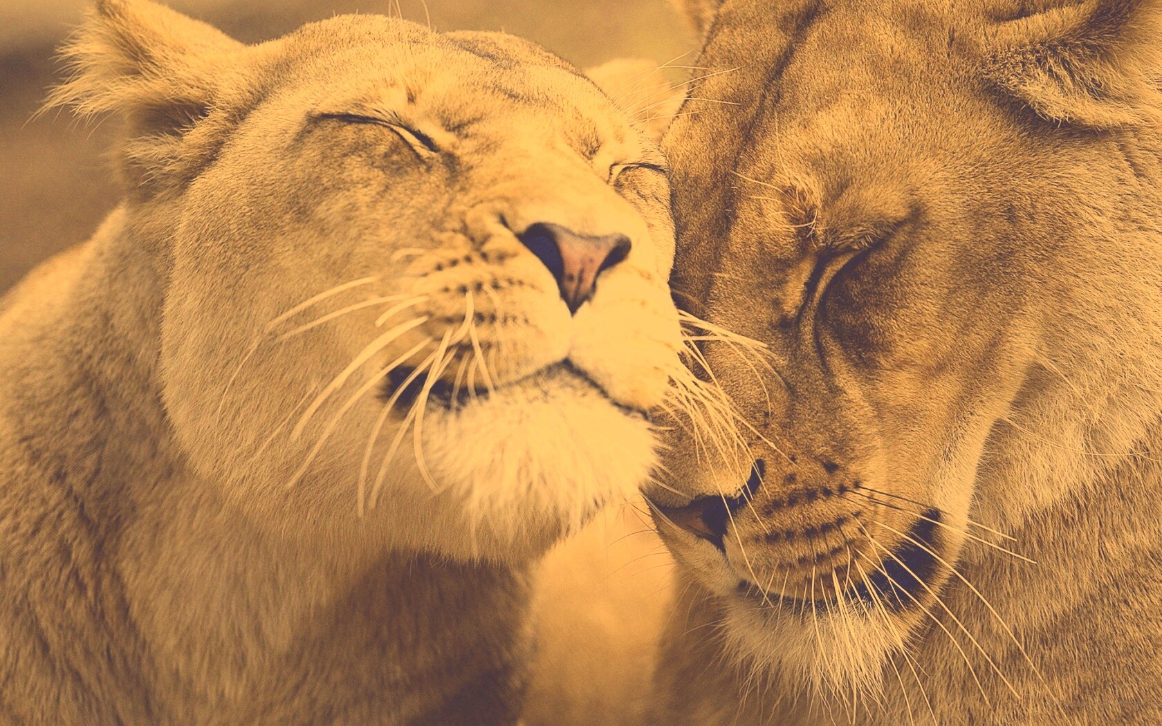 Нежные львы обои