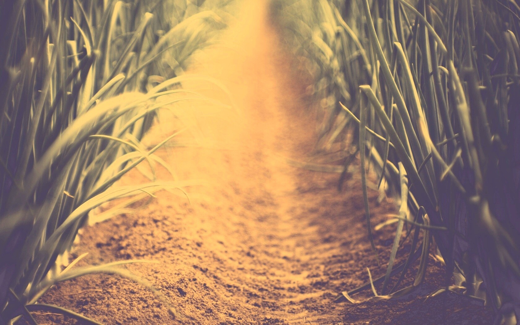 Тропинка в траве обои