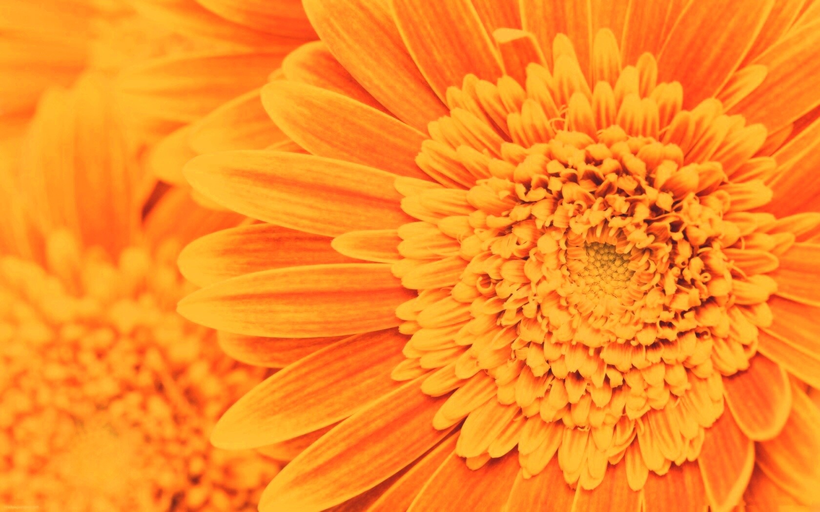 Большой оранжевый гербер обои