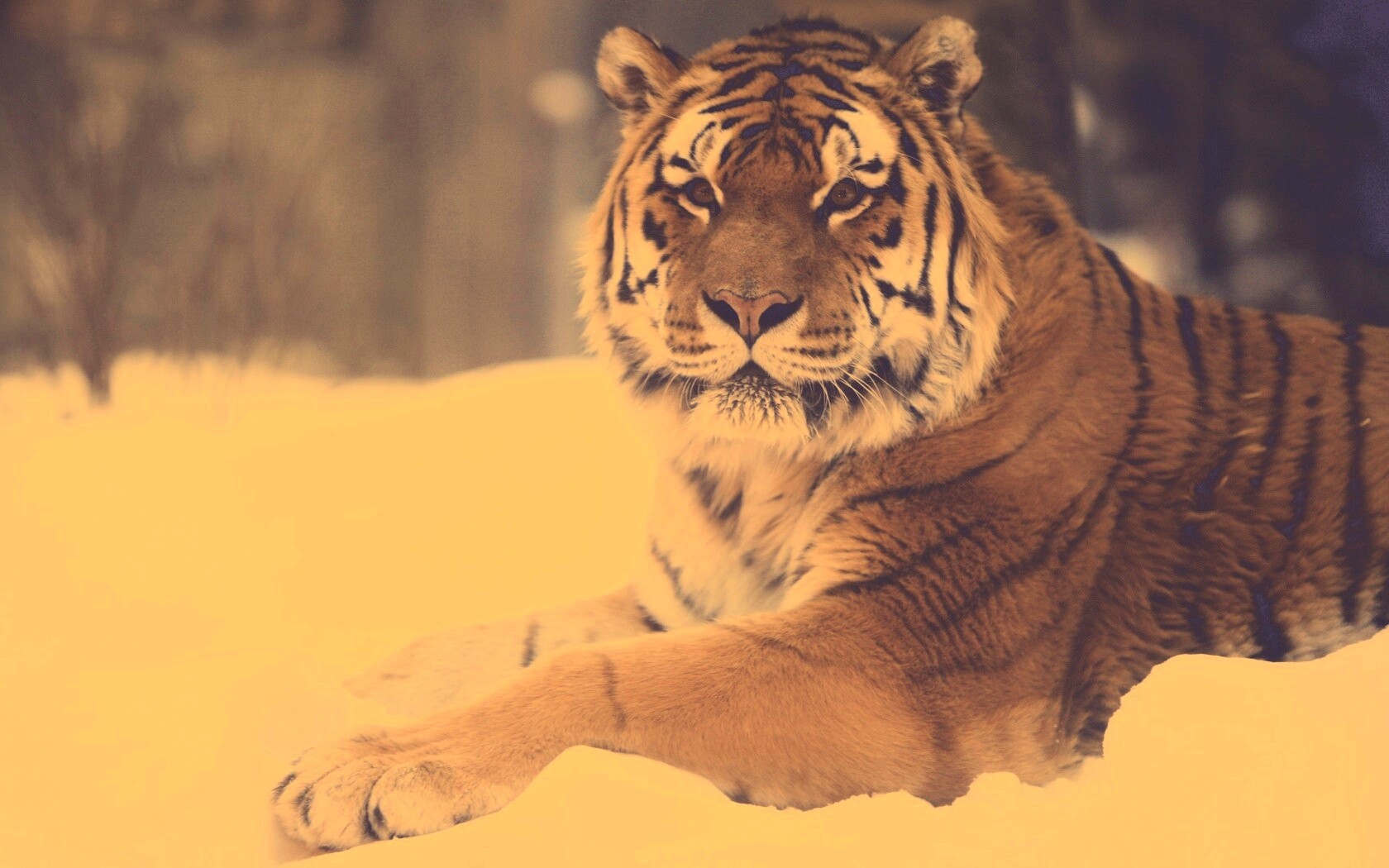 Тигр в снегу обои