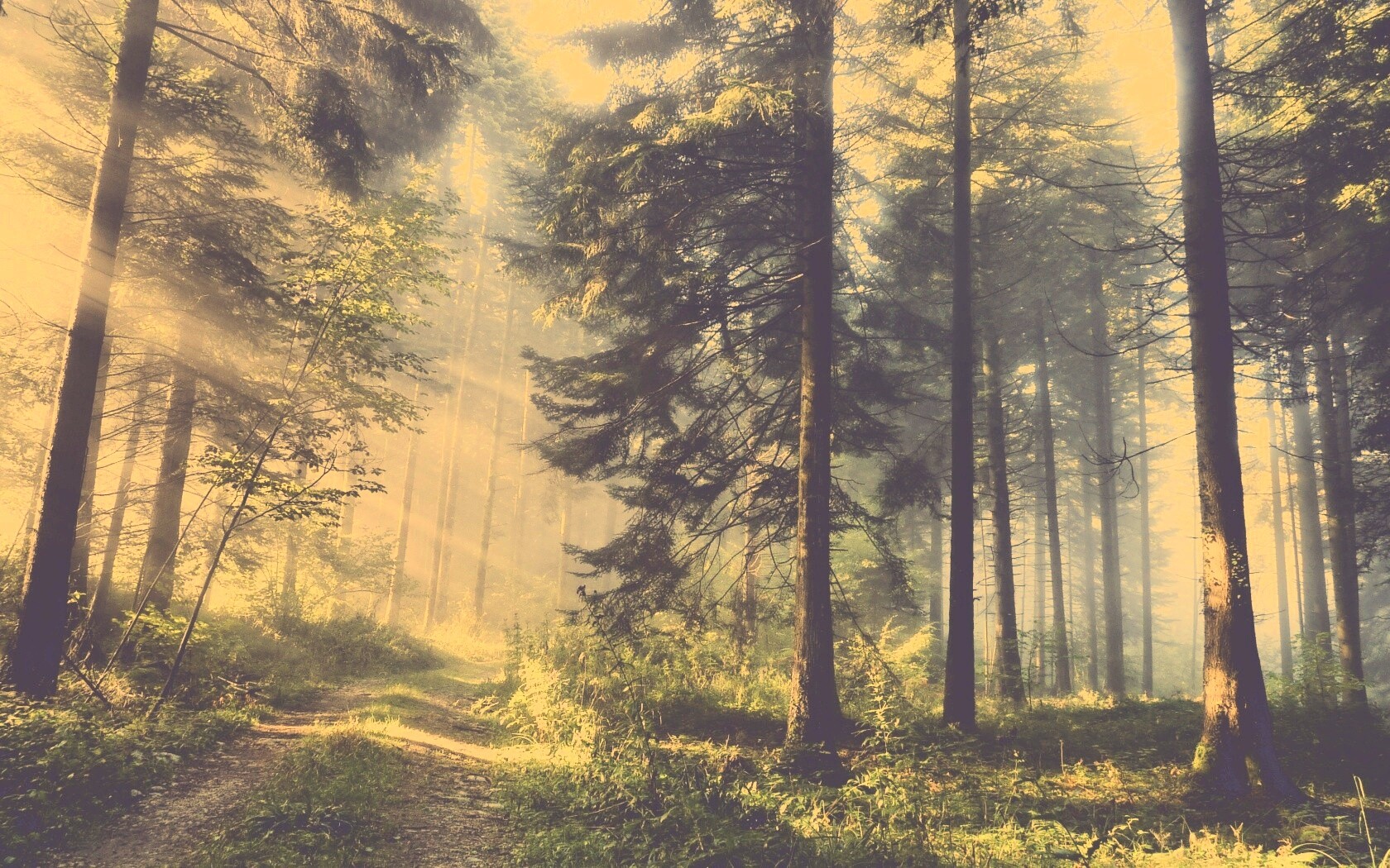 Тропа в лесу обои