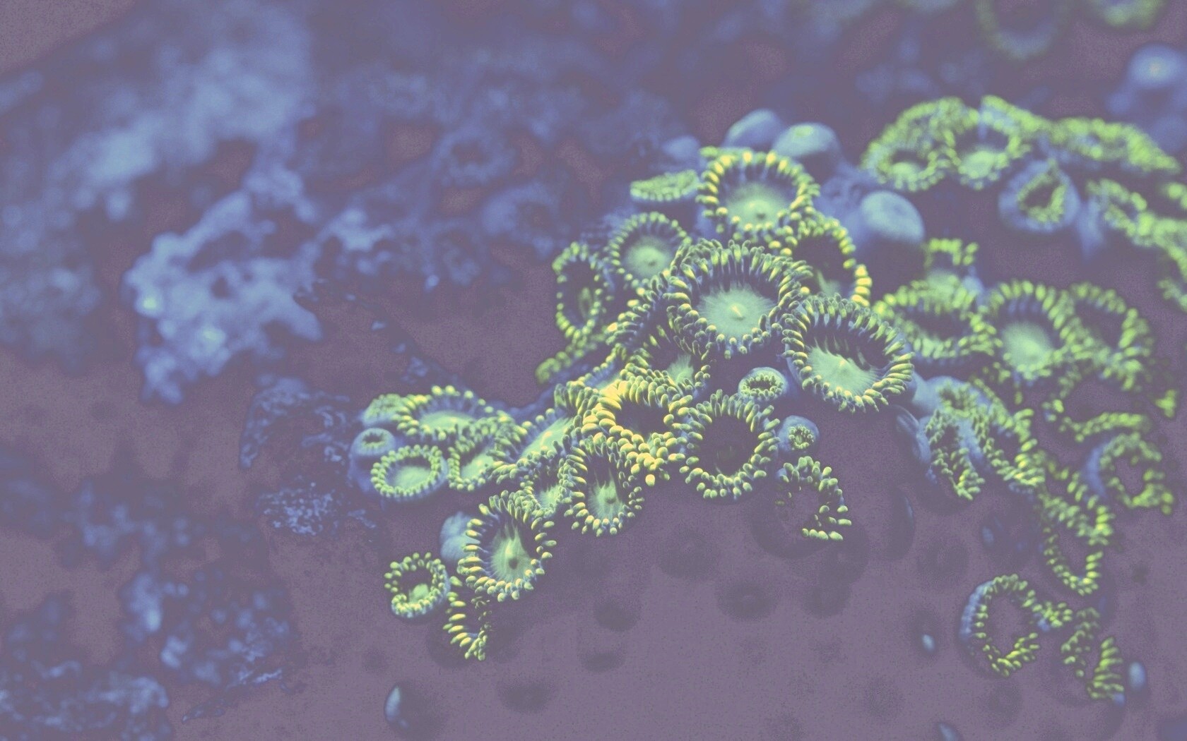 Морское дно обои