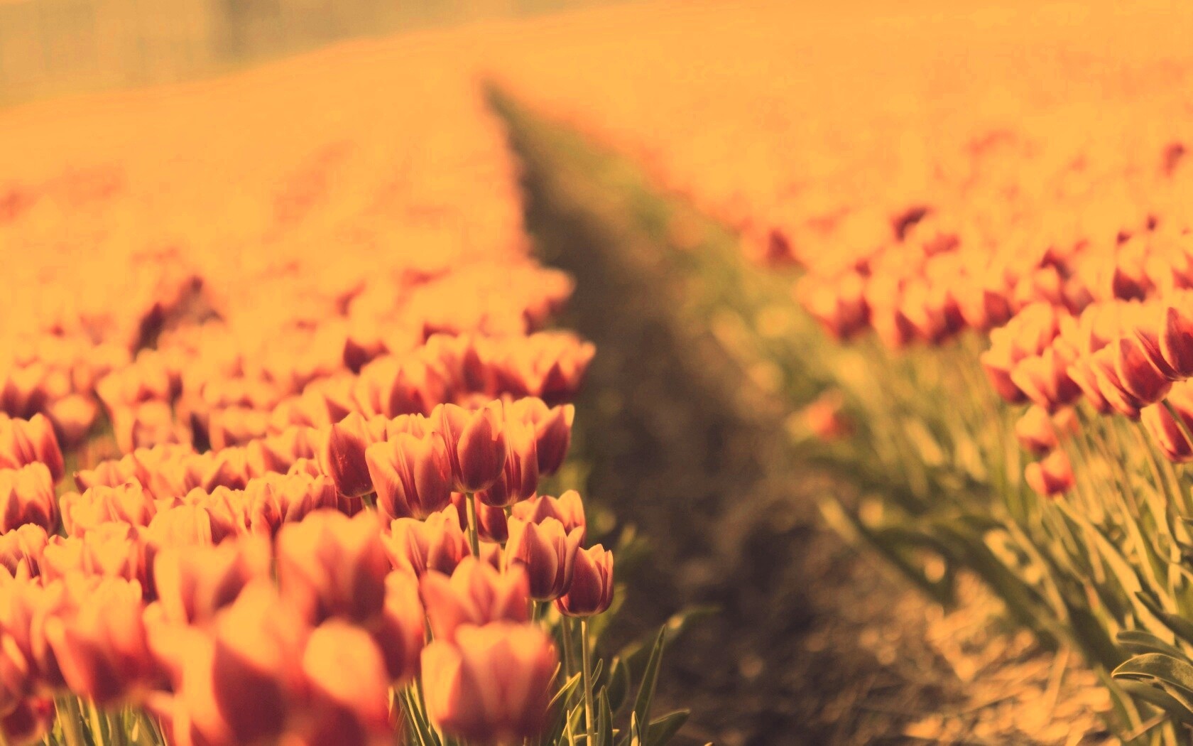 Тропинка в поле розовых тюльпанов обои