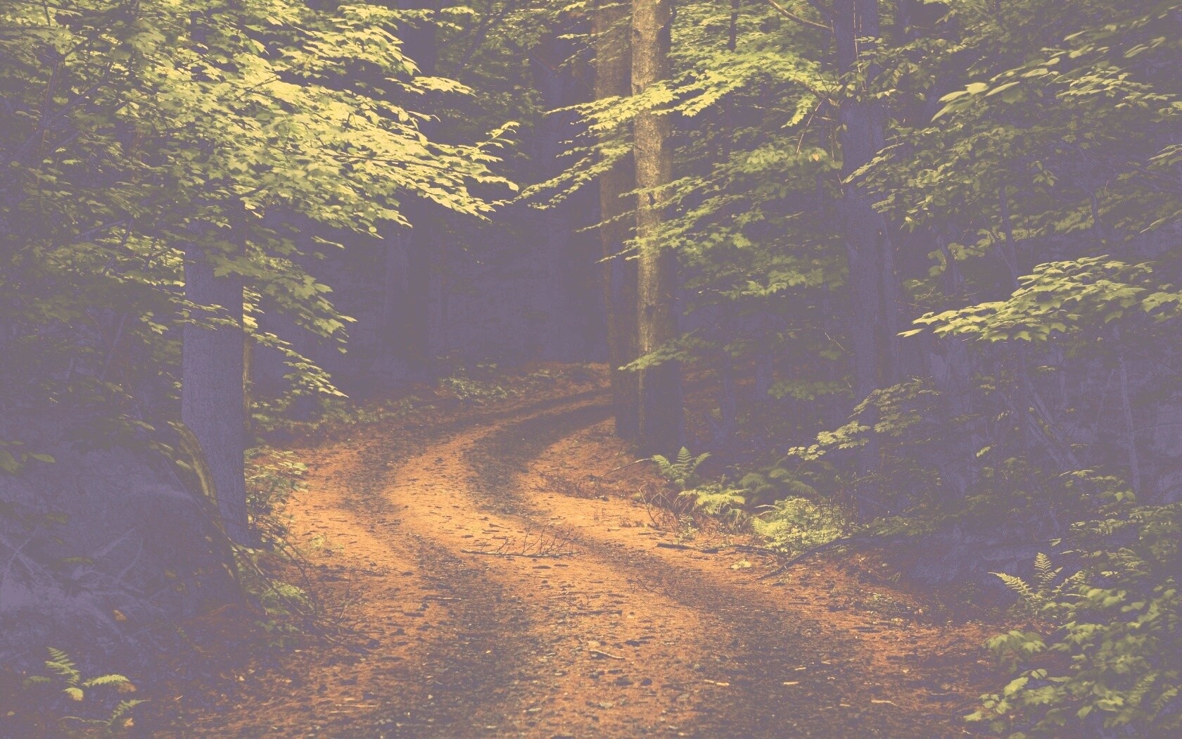 Лесная дорога обои