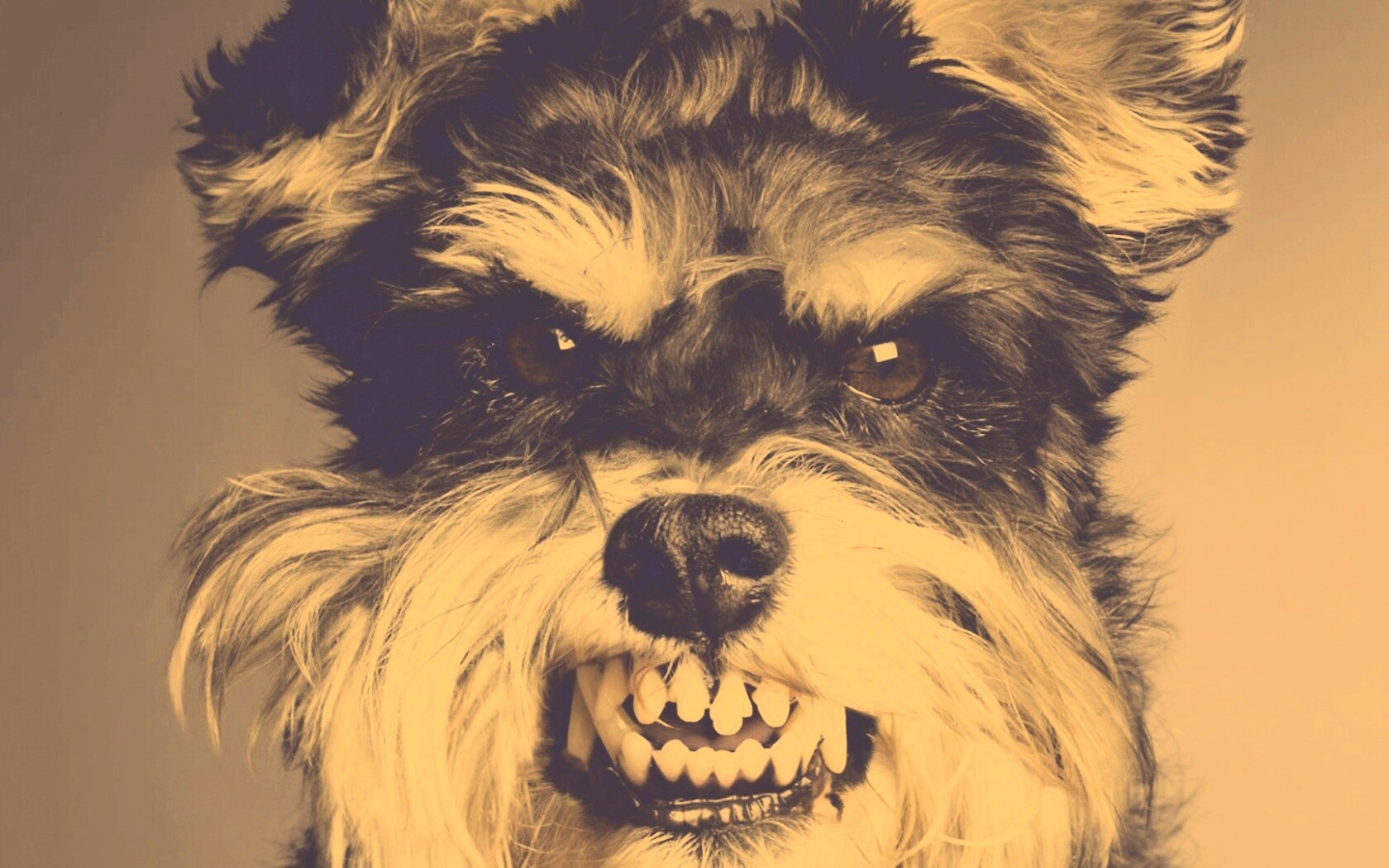 Терьер вне себя обои