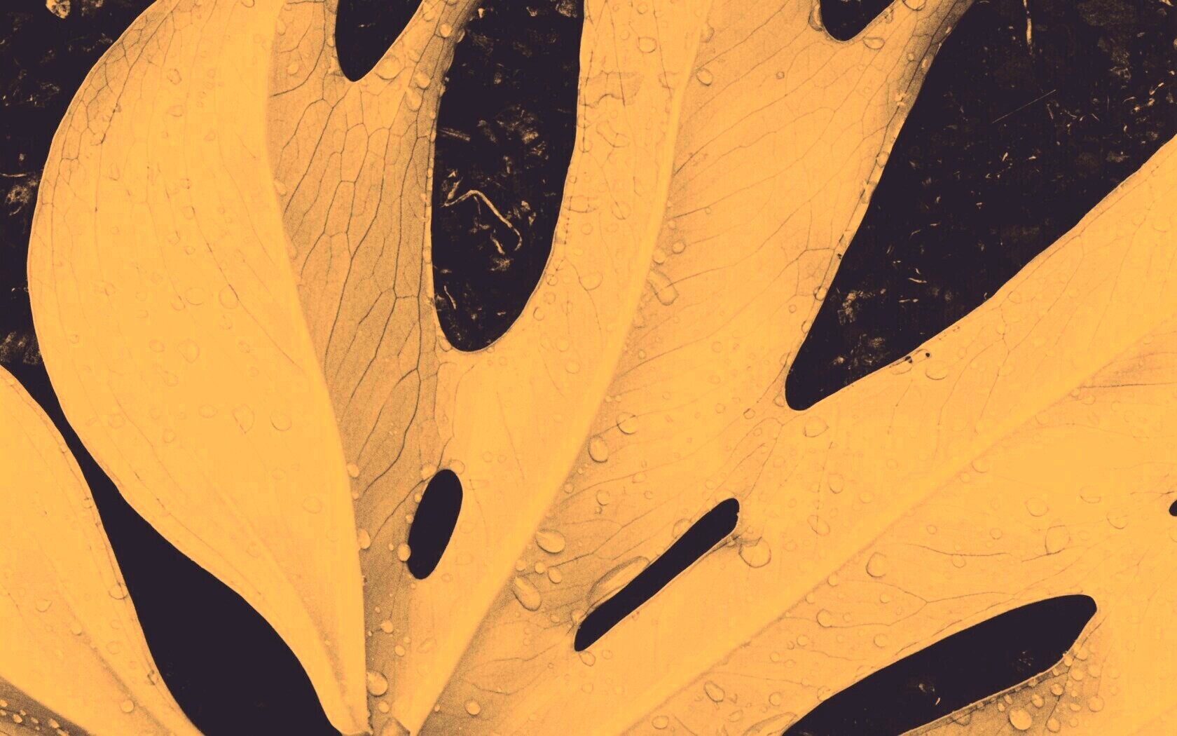 Белый лист обои