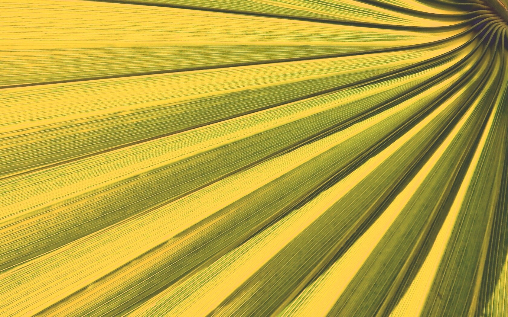 Зеленый пальмовый лист обои