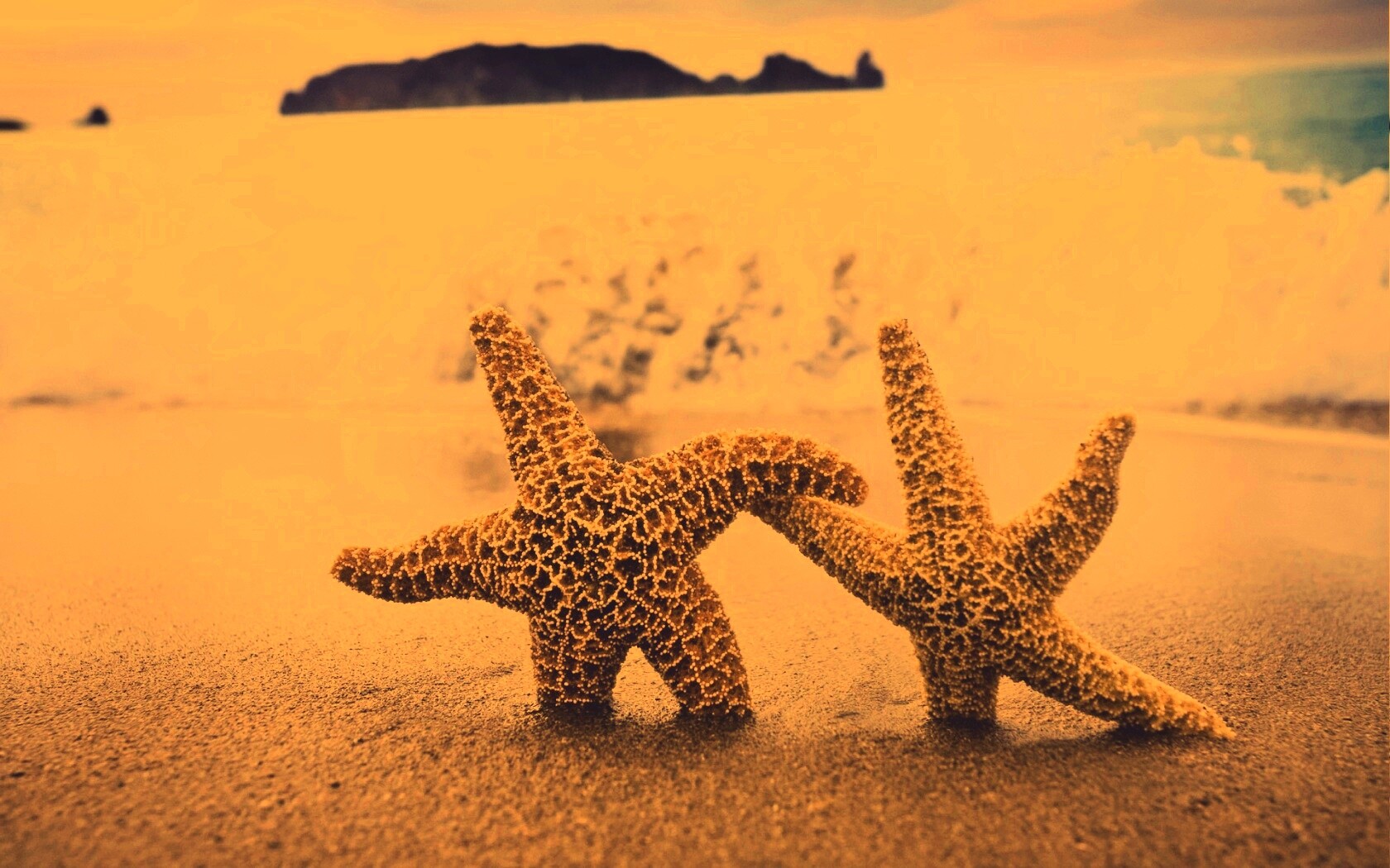 Две морские звезды обои