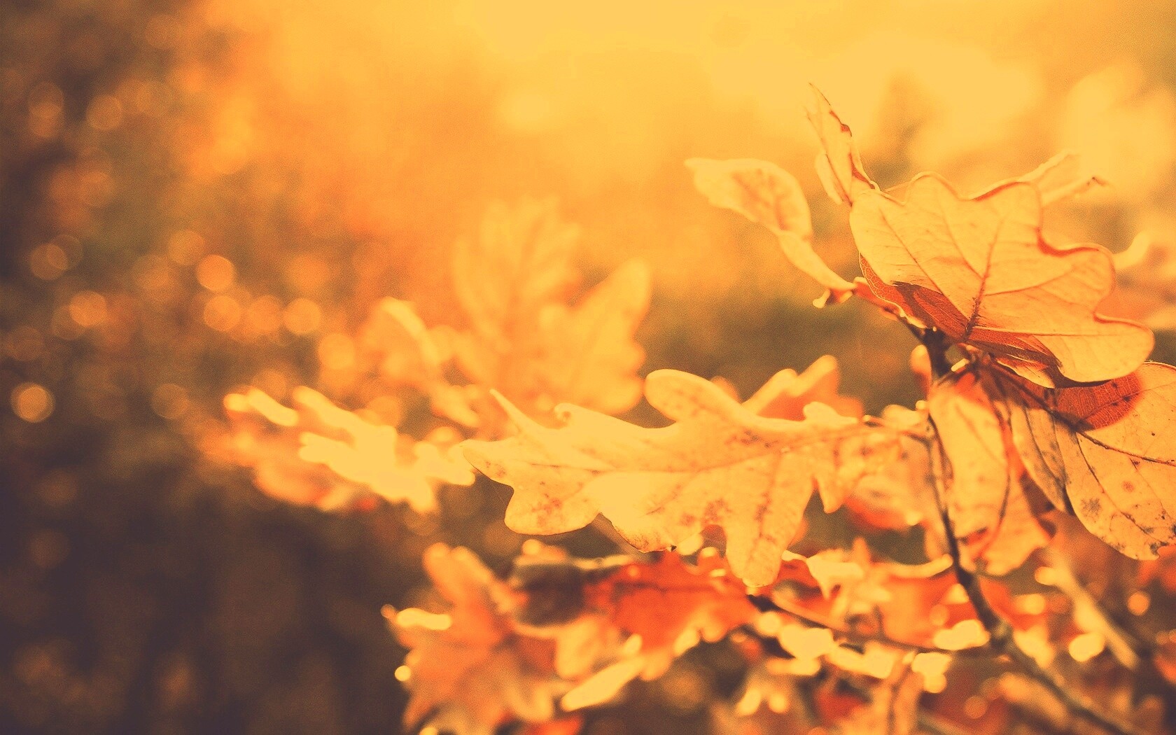 Дубовые листья обои