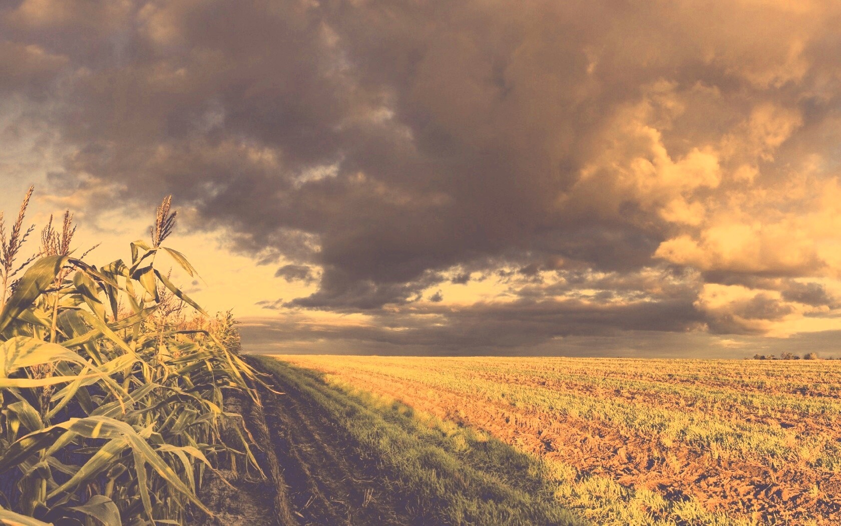 Кукурузное поле обои