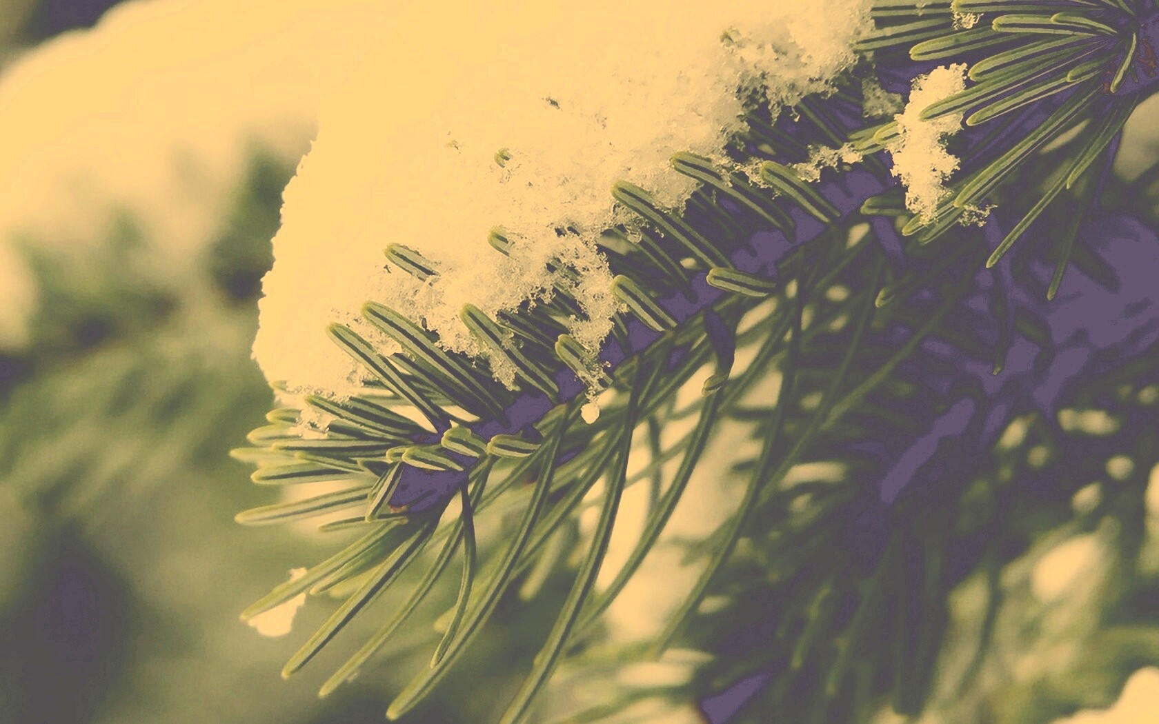 Хвойная ветка вся в снегу обои