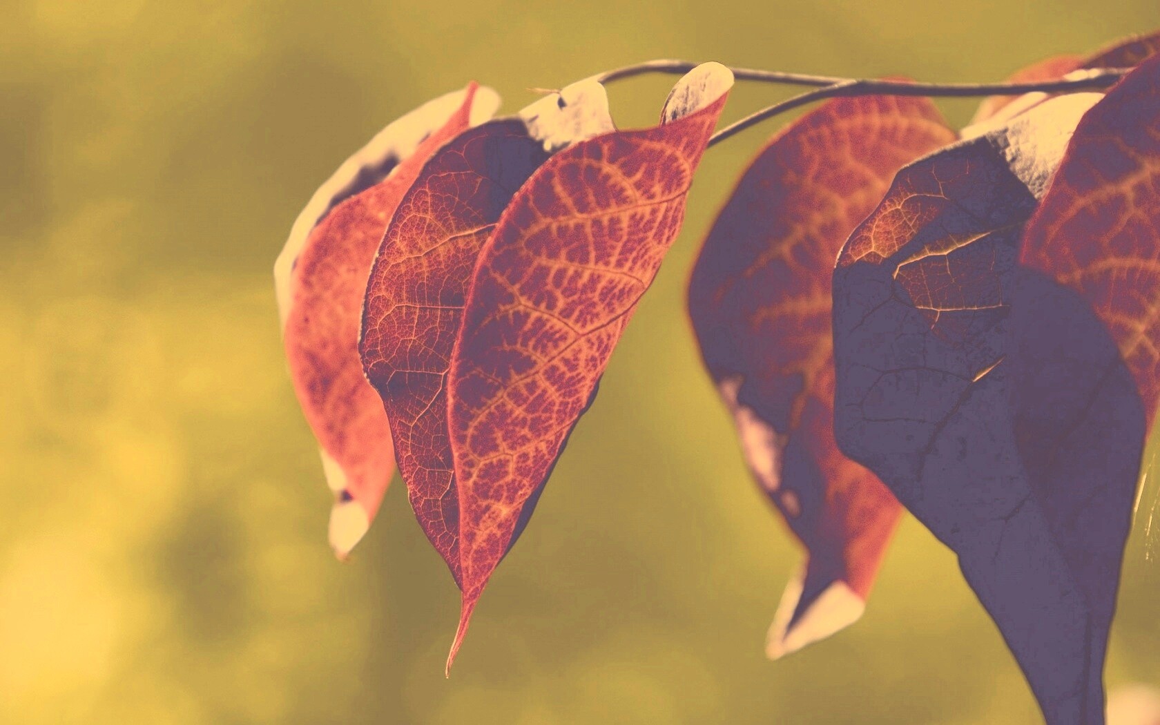 Ветка красных листьев обои