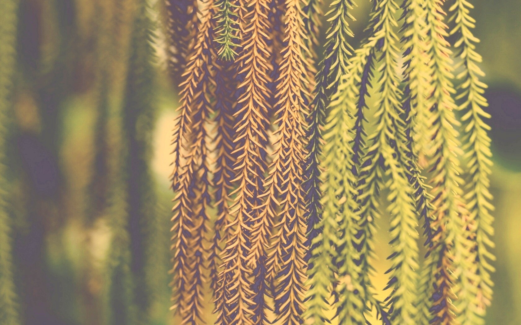 Зеленые колючки обои