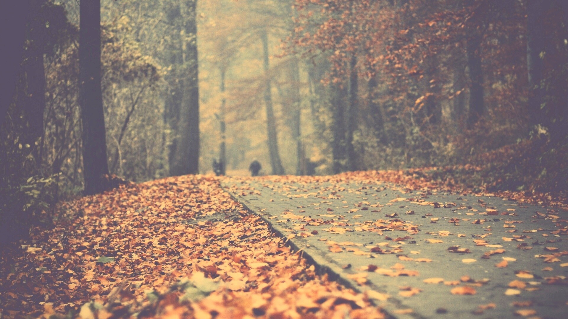 Осенняя дорога обои