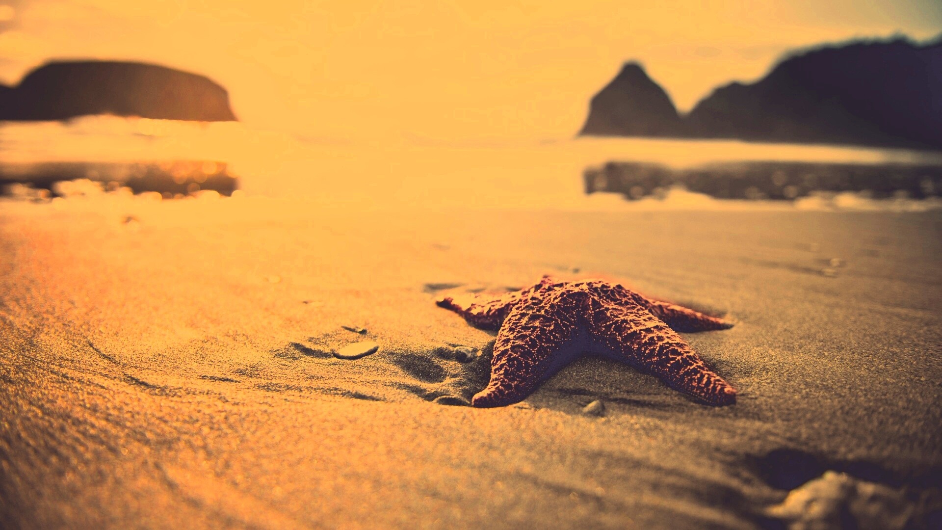 Морская звезда обои