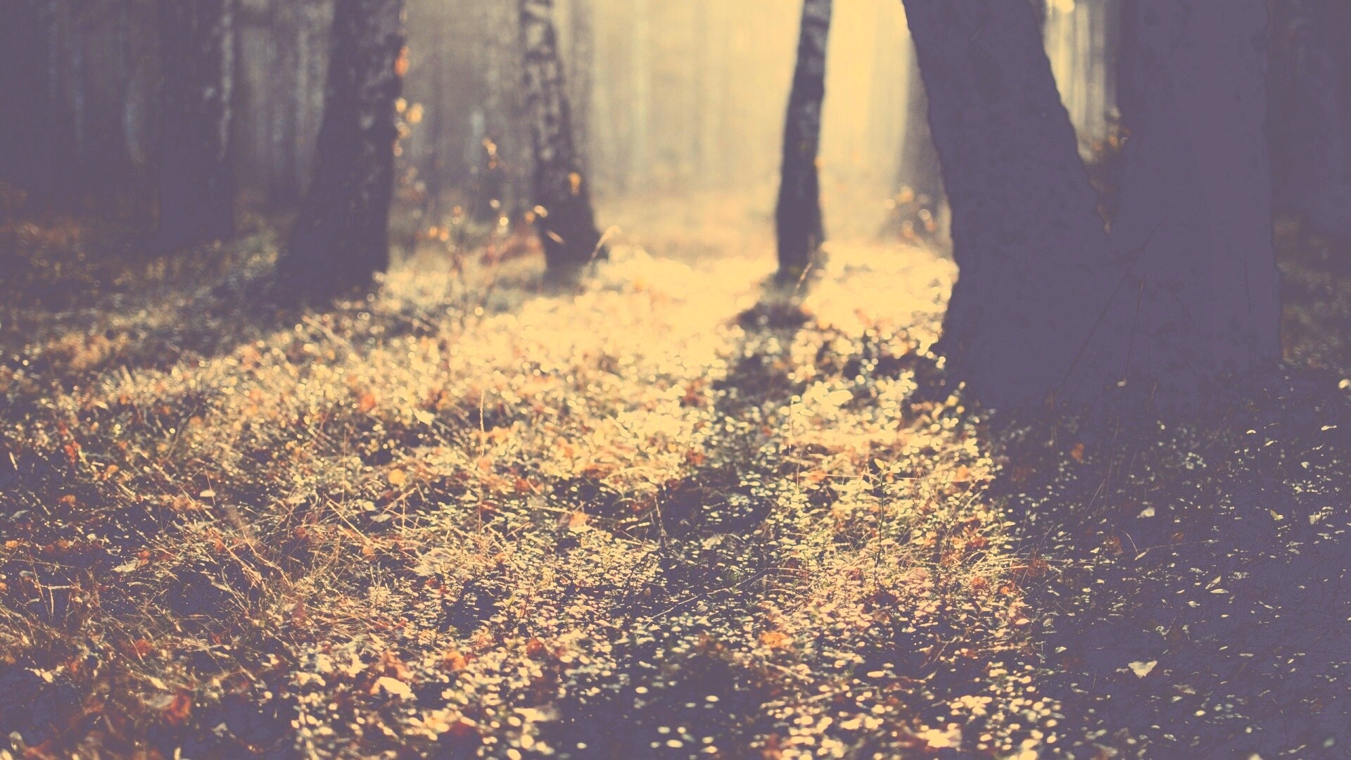 Лесная земля обои