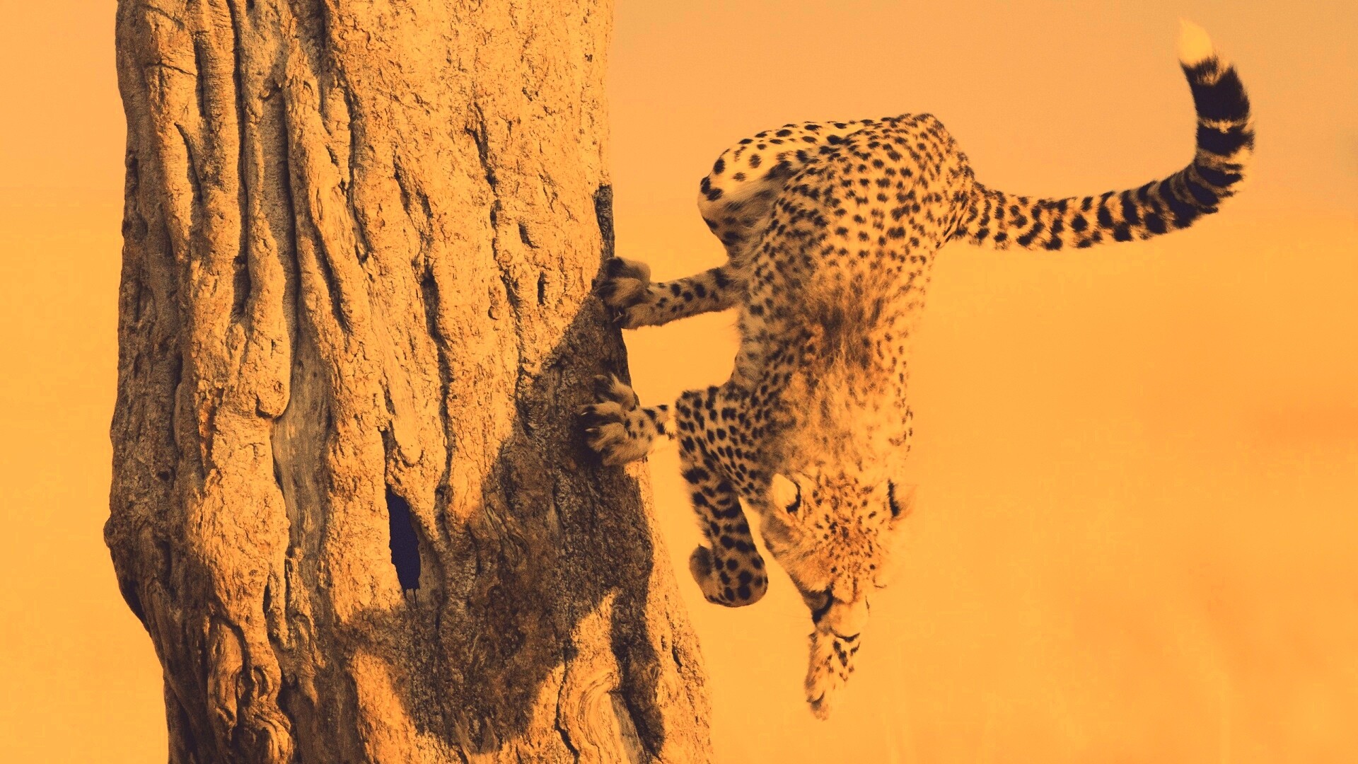 Скалолаз обои