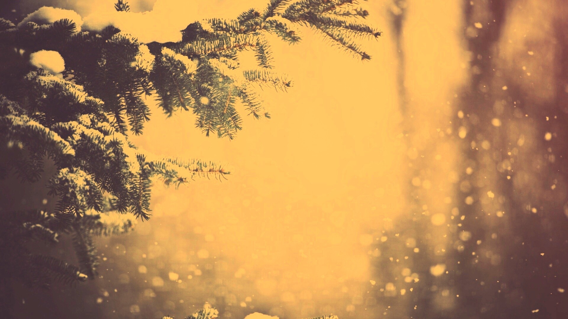 Еловые лапы в снегу обои