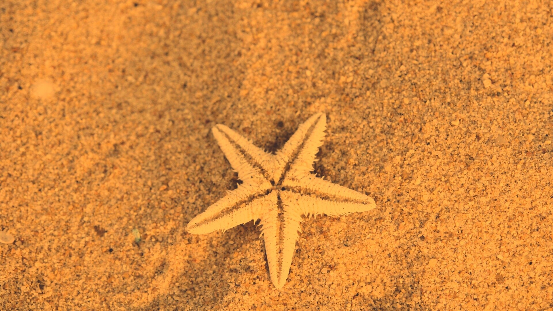 Морская звезда на песке обои