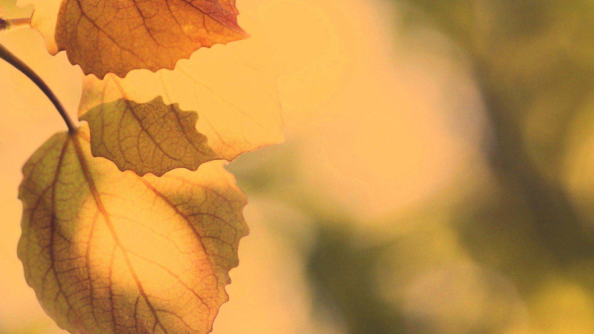 Макро фото осенней листвы обои