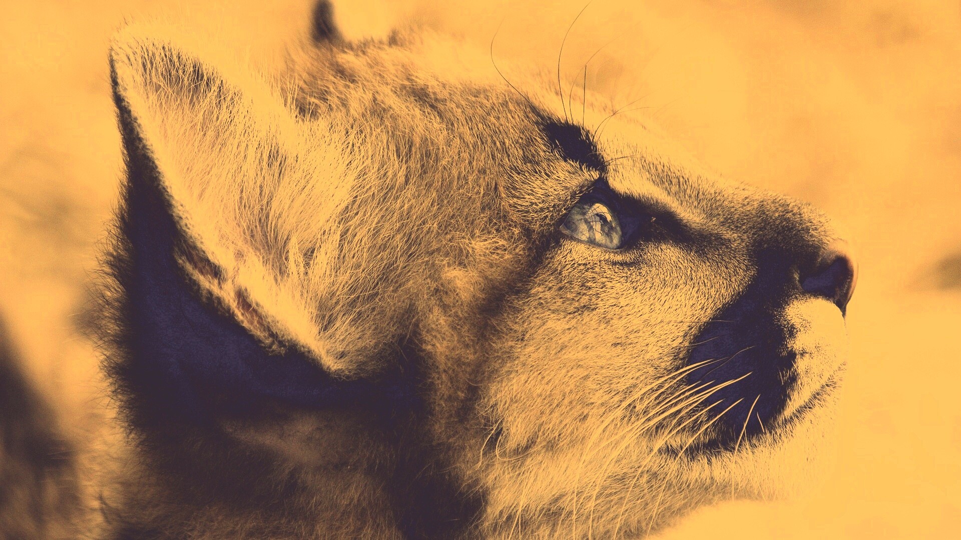 Оцелот смотрит вдаль обои