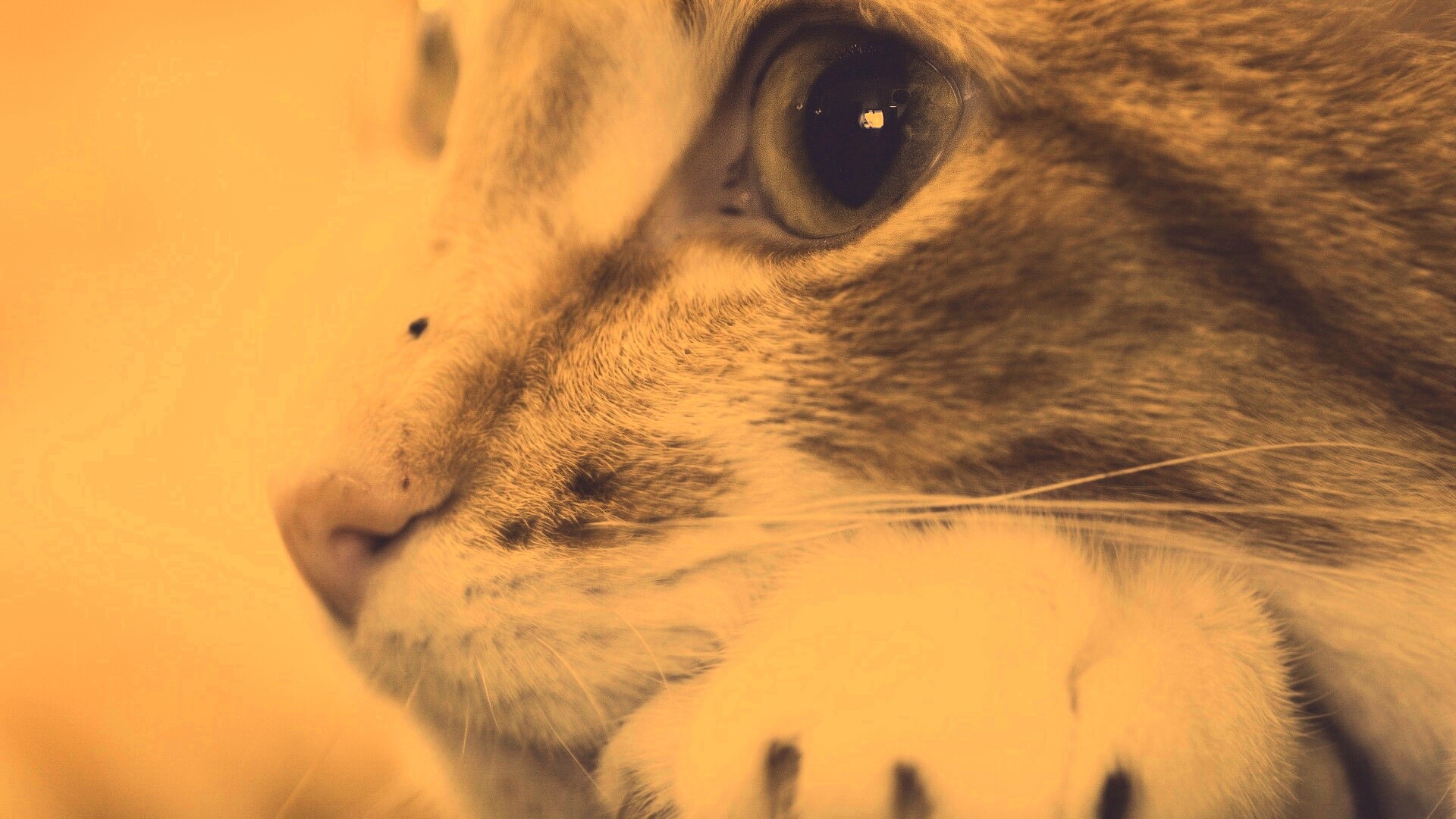 Мордочка на лапаках обои