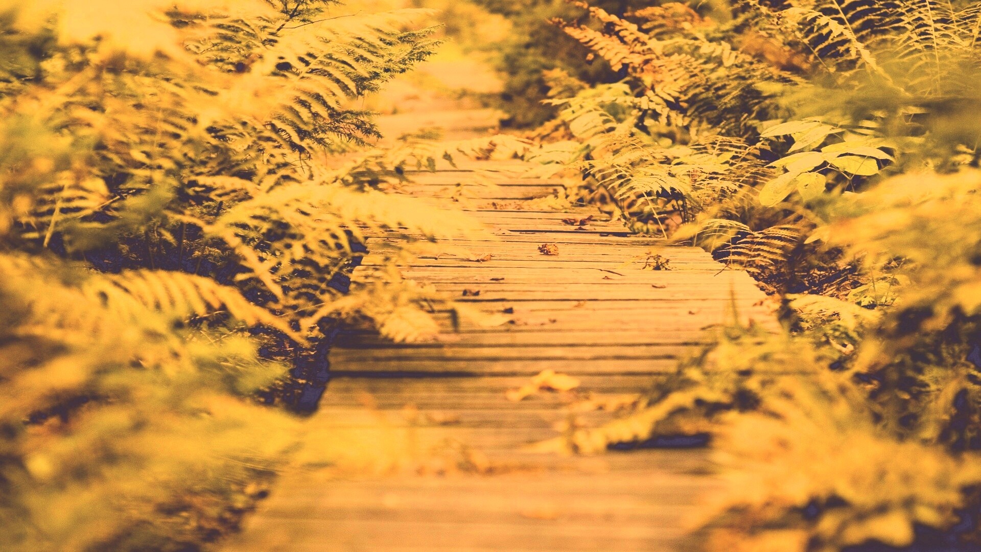 Деревянная дорожка обои