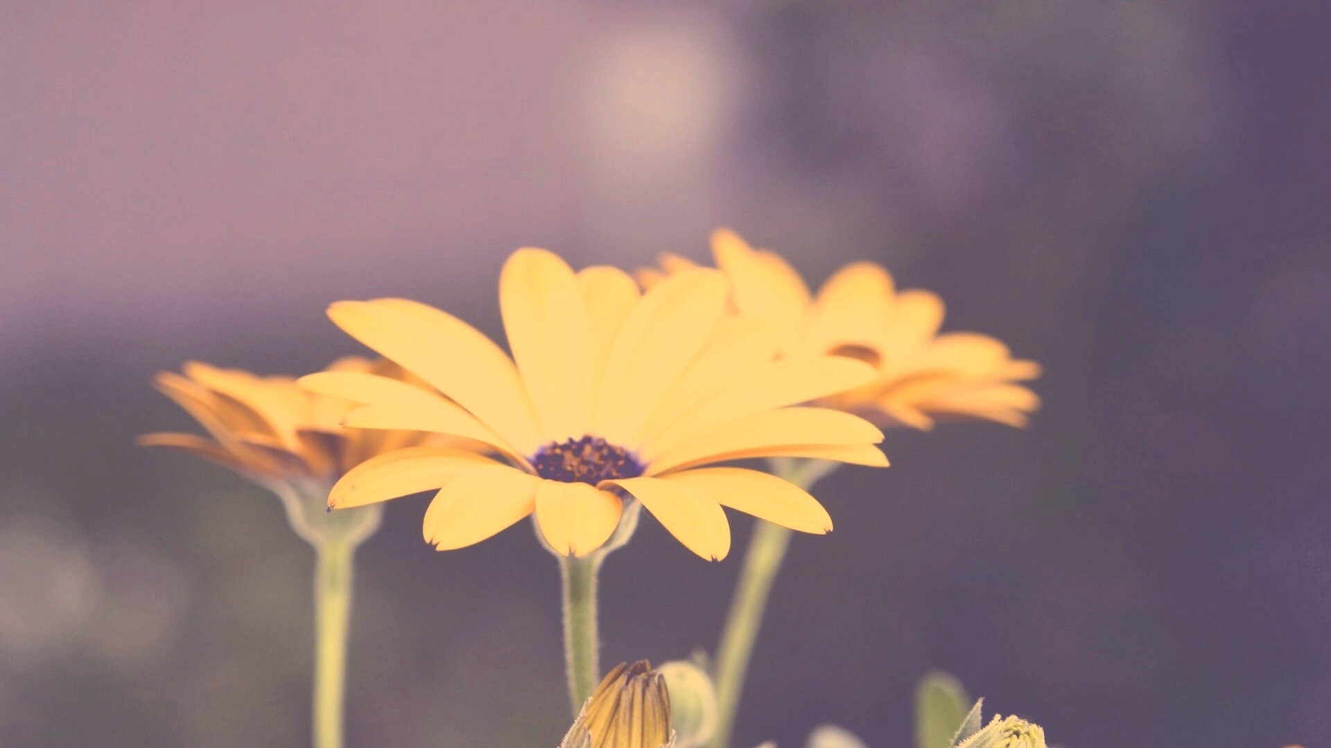 Три желтых цветка обои