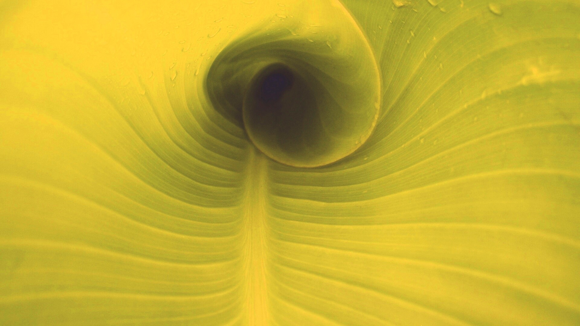 Свернутый в трубочку лист обои