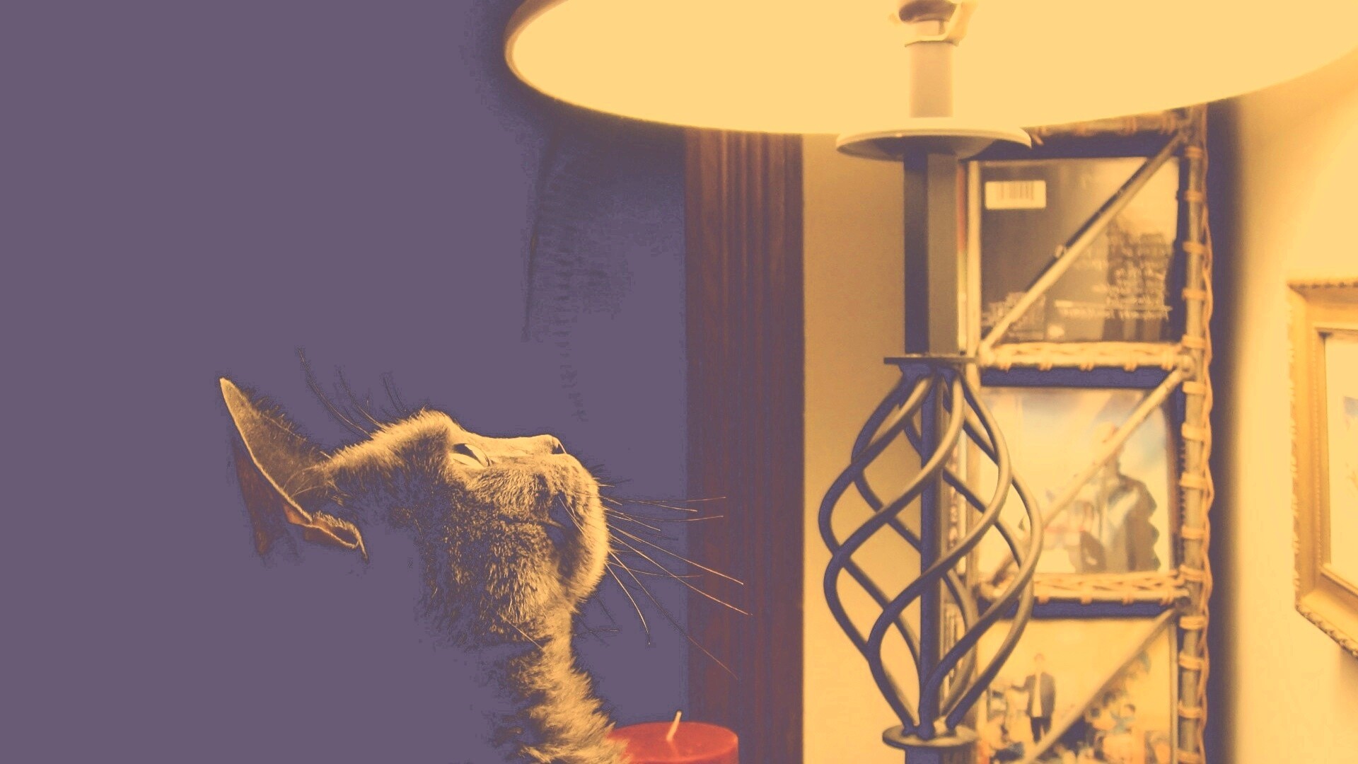 Кот смотрит под торшер обои