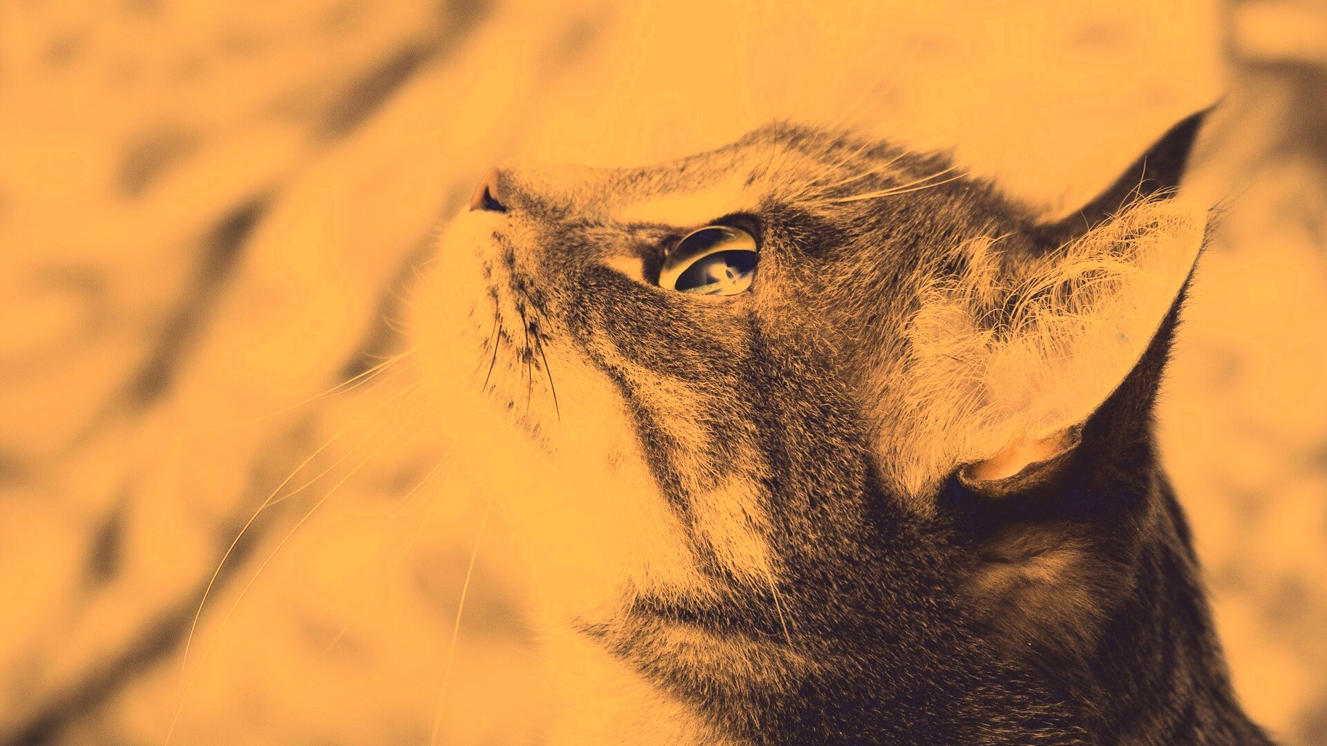 Котик смотрит верх обои