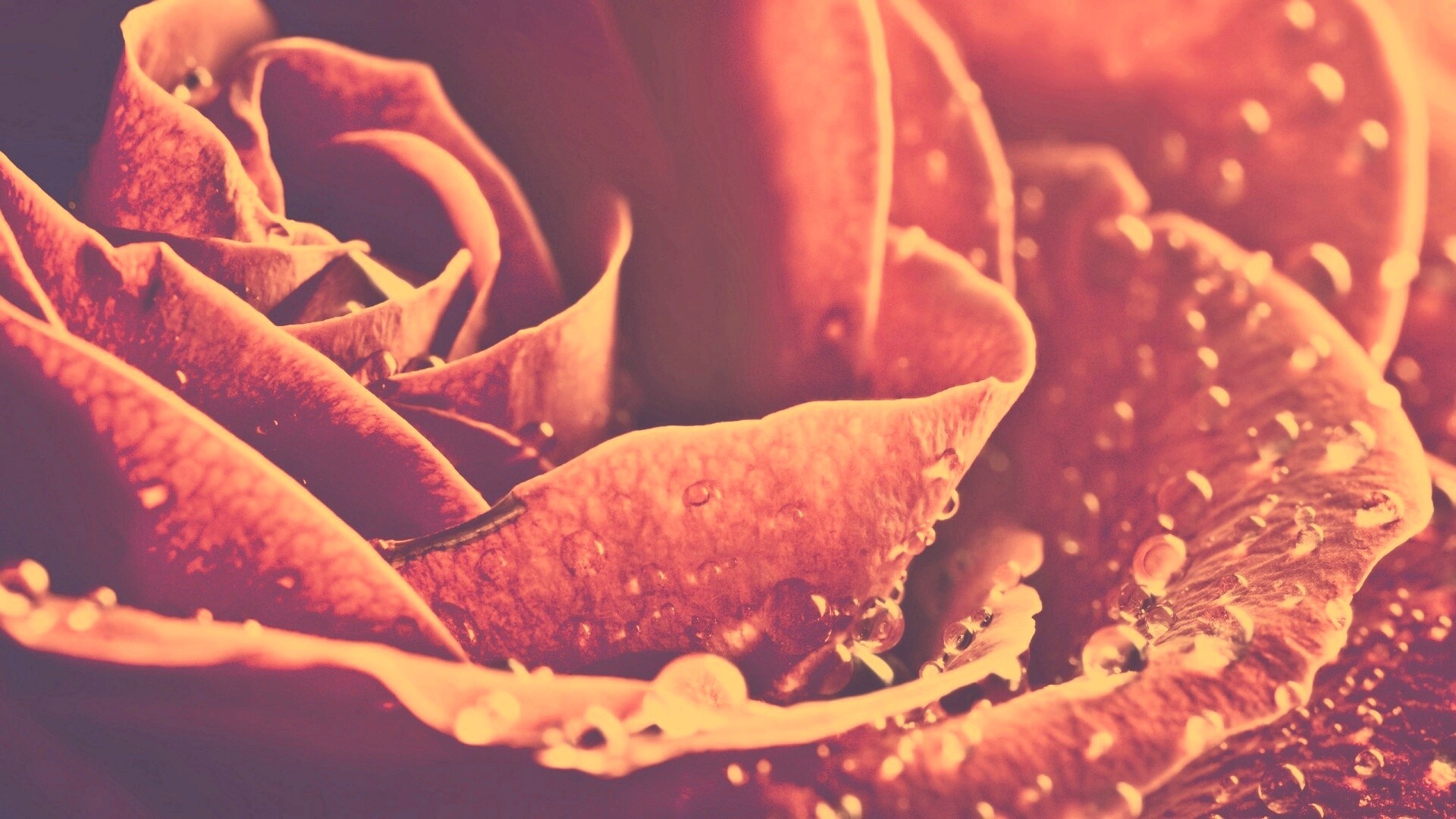 Капли на бутоне розы обои