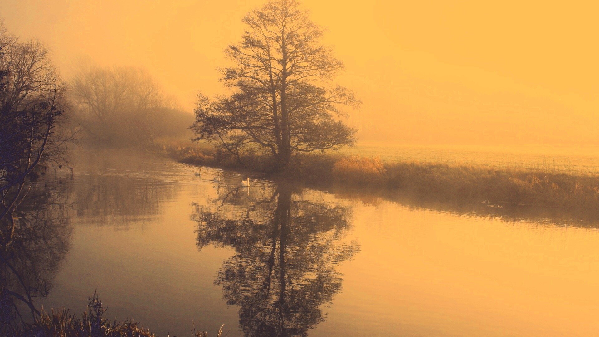 Дерево в тумане обои