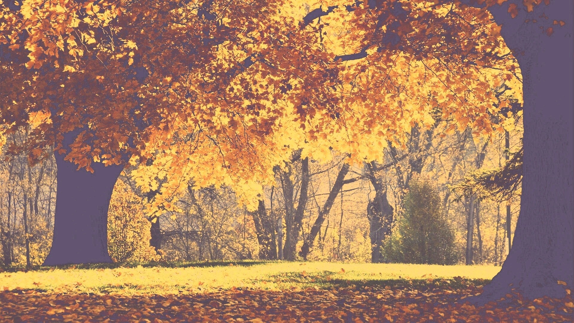 Размашистое осеннее дерево обои