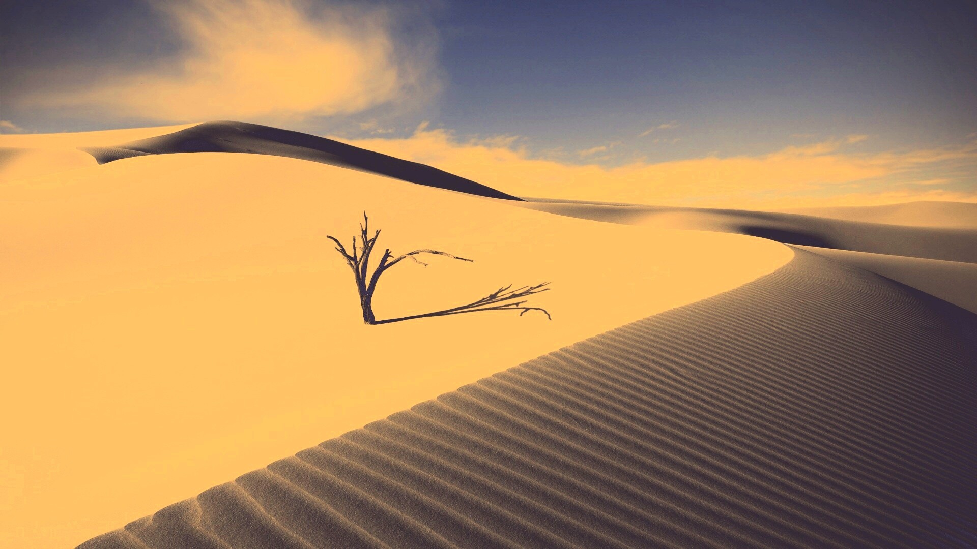 Сухостой в пустыне обои
