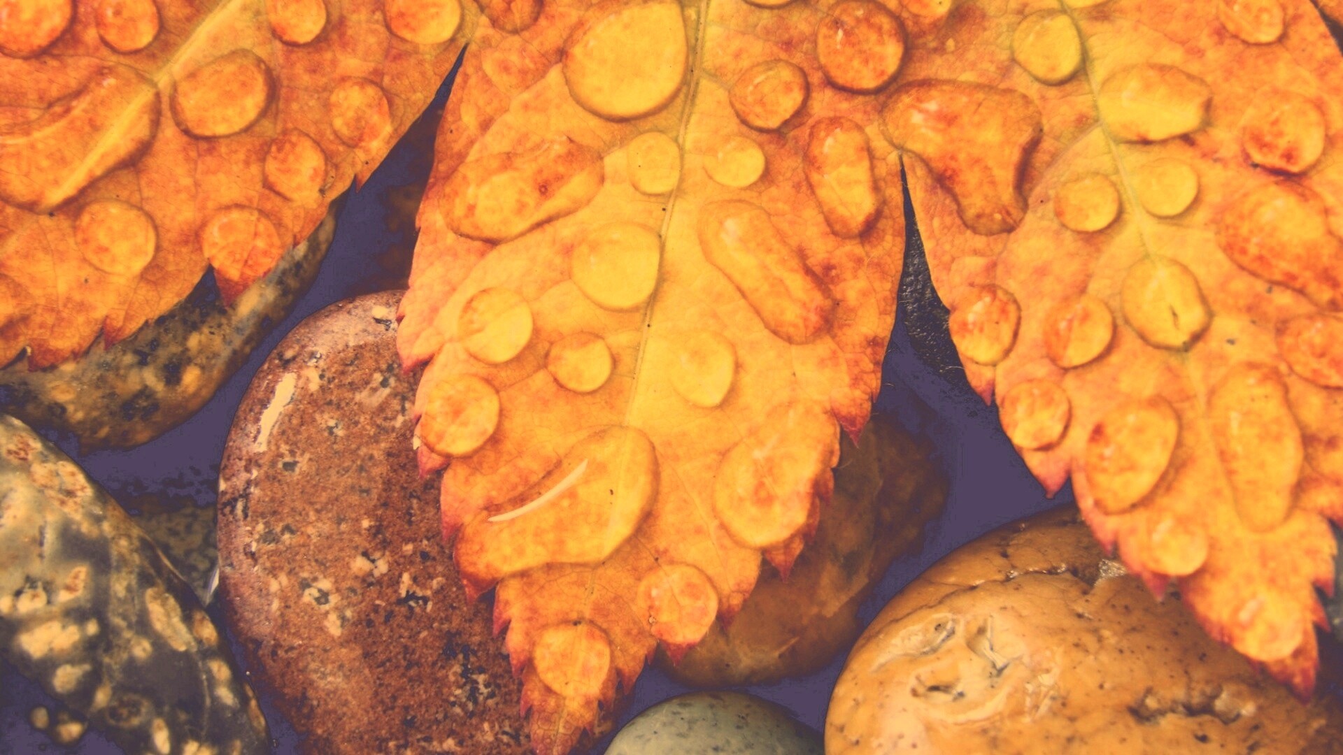 Мокрые листья на камнях обои