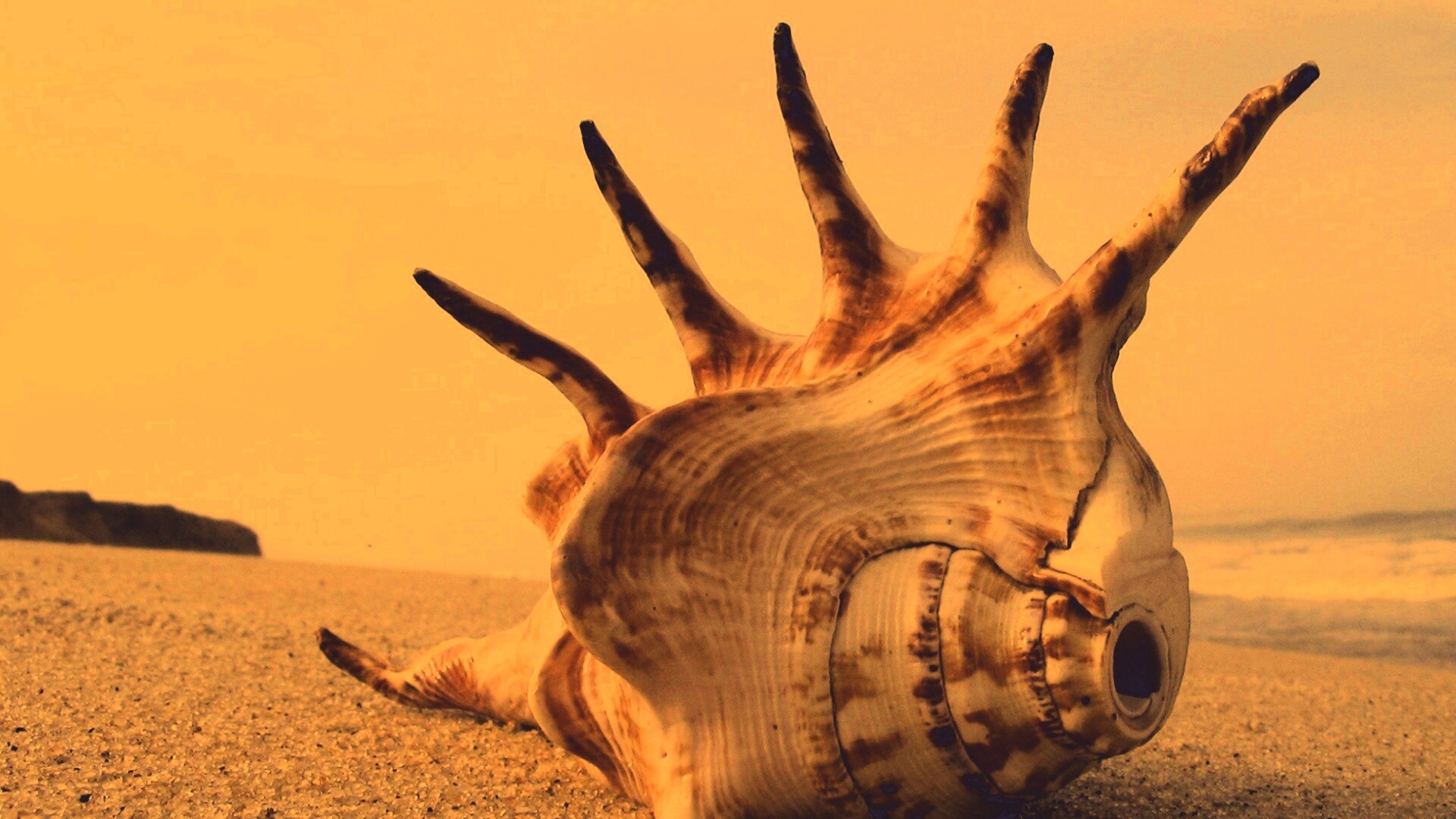 Раковина с гребнем обои