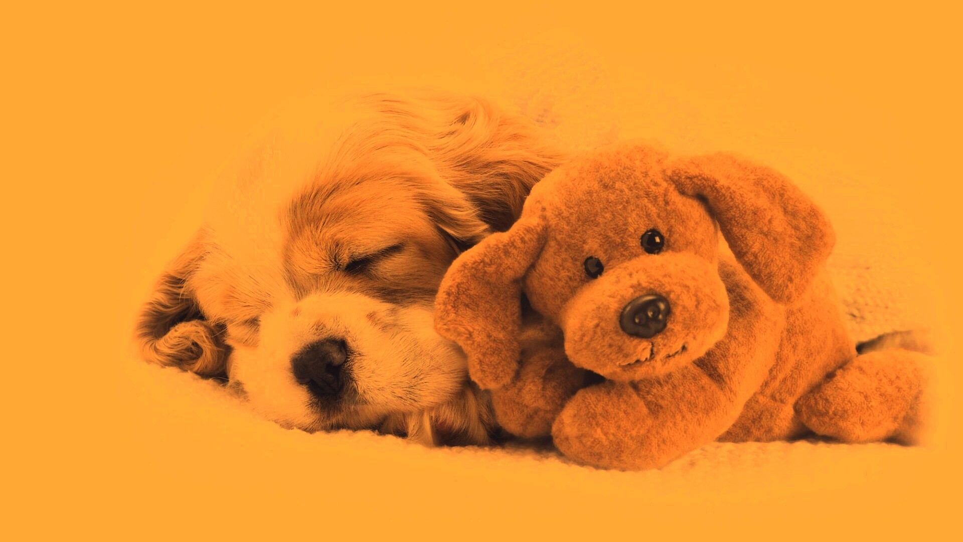 Собака спит с игрушкой обои