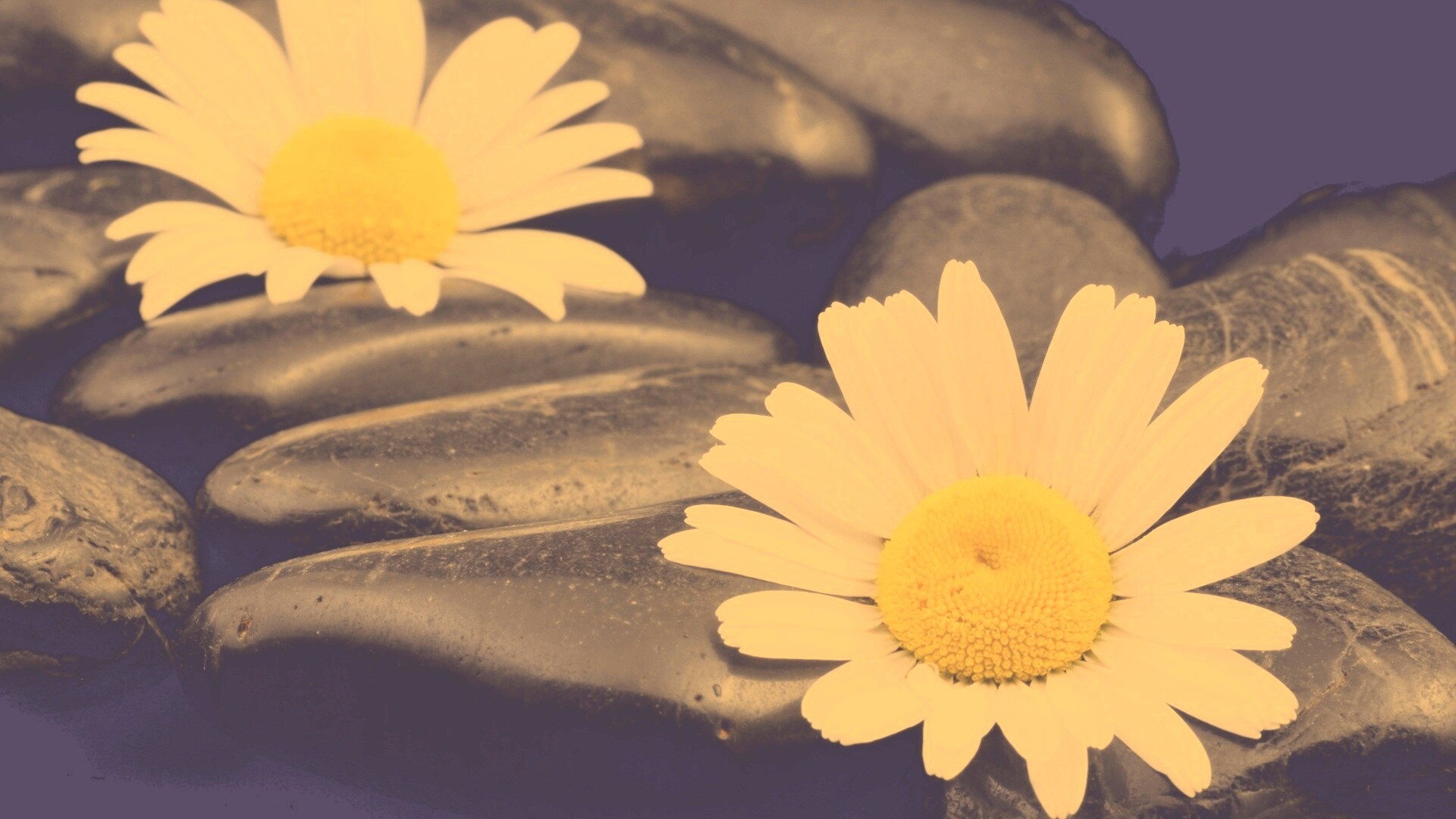 Ромашка среди гальки обои