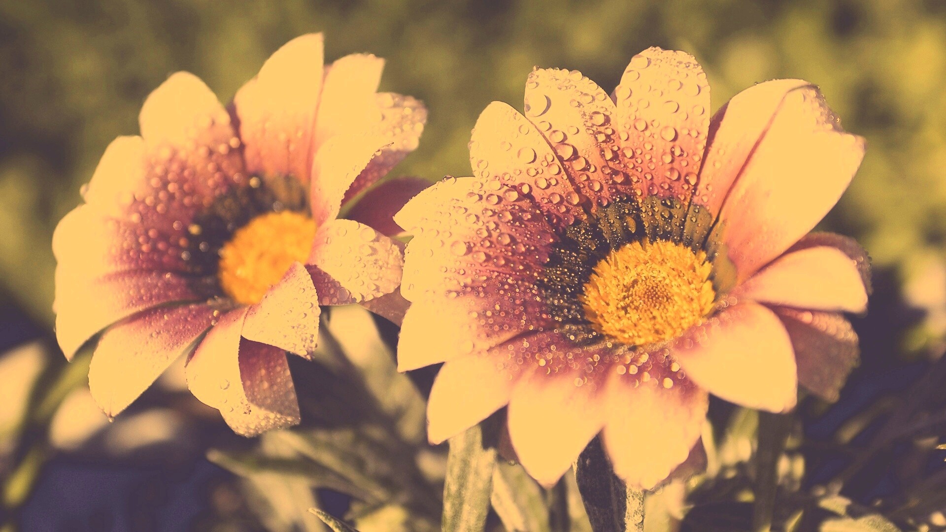 Два цветка обои