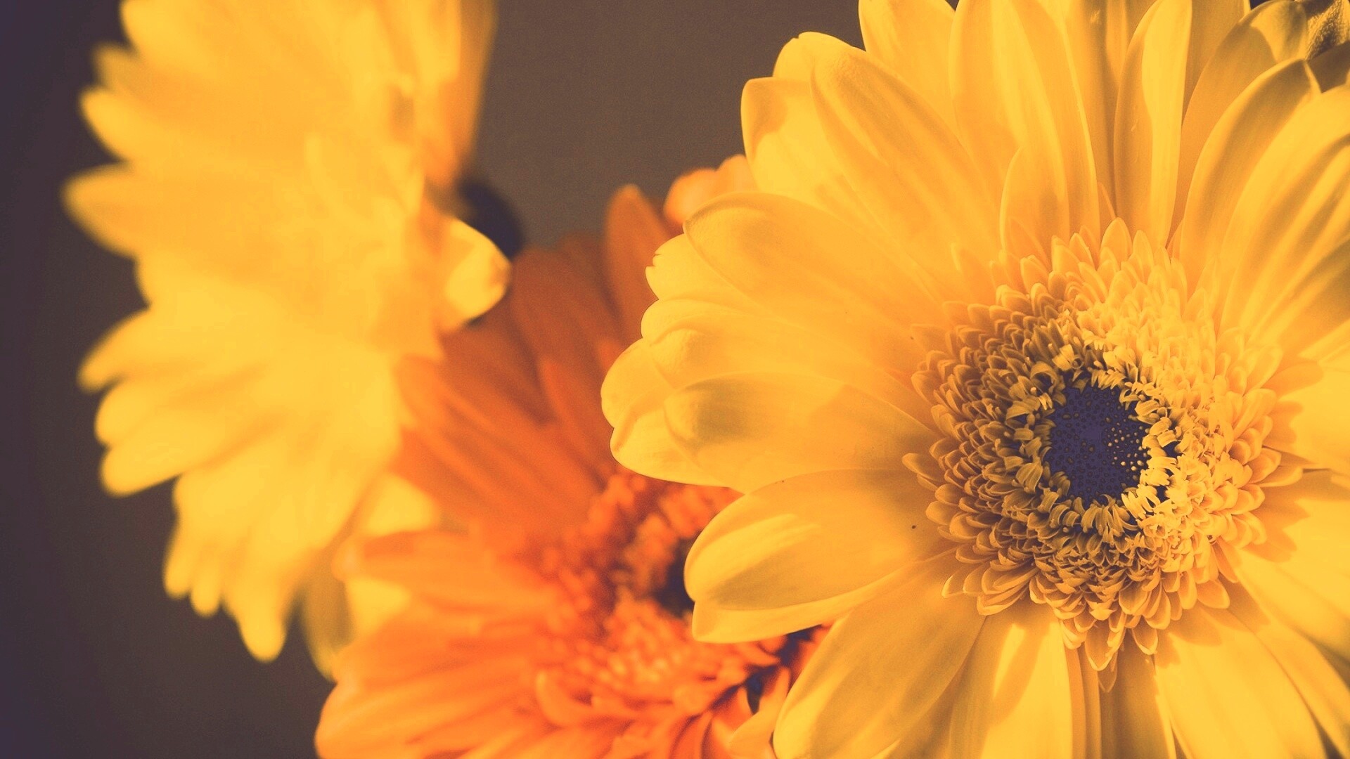 Желтый гербер обои