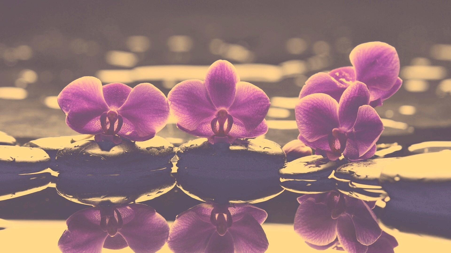 Орхидеи на камнях обои
