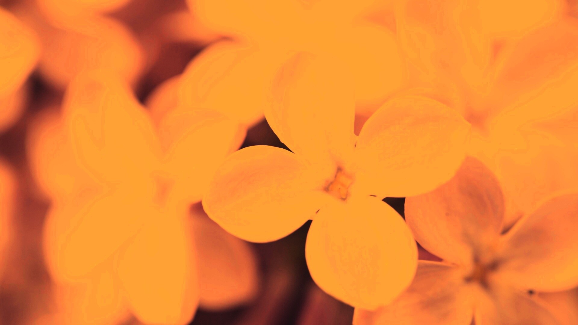 Цветы сирени обои