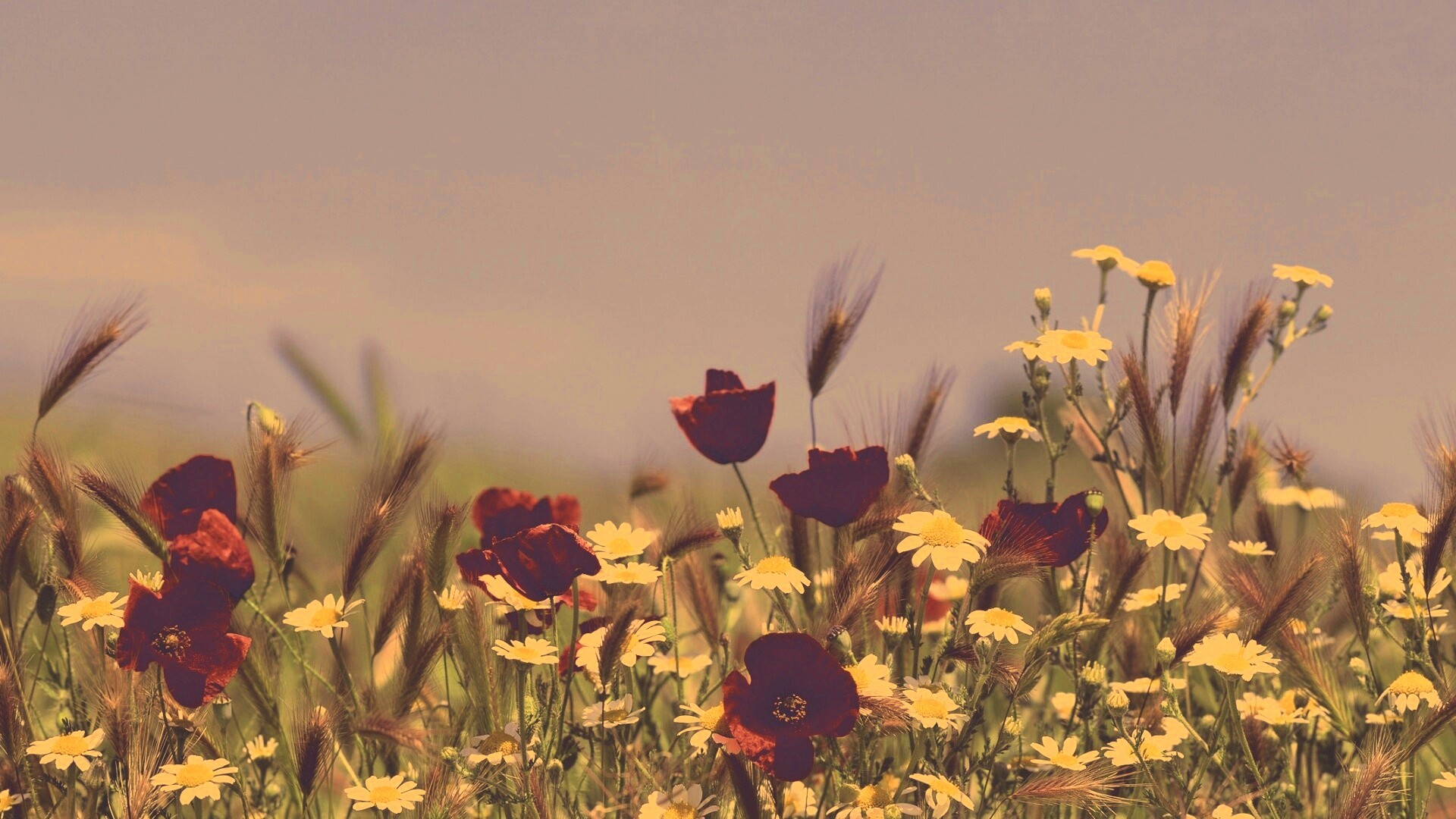 Цветы в поле обои