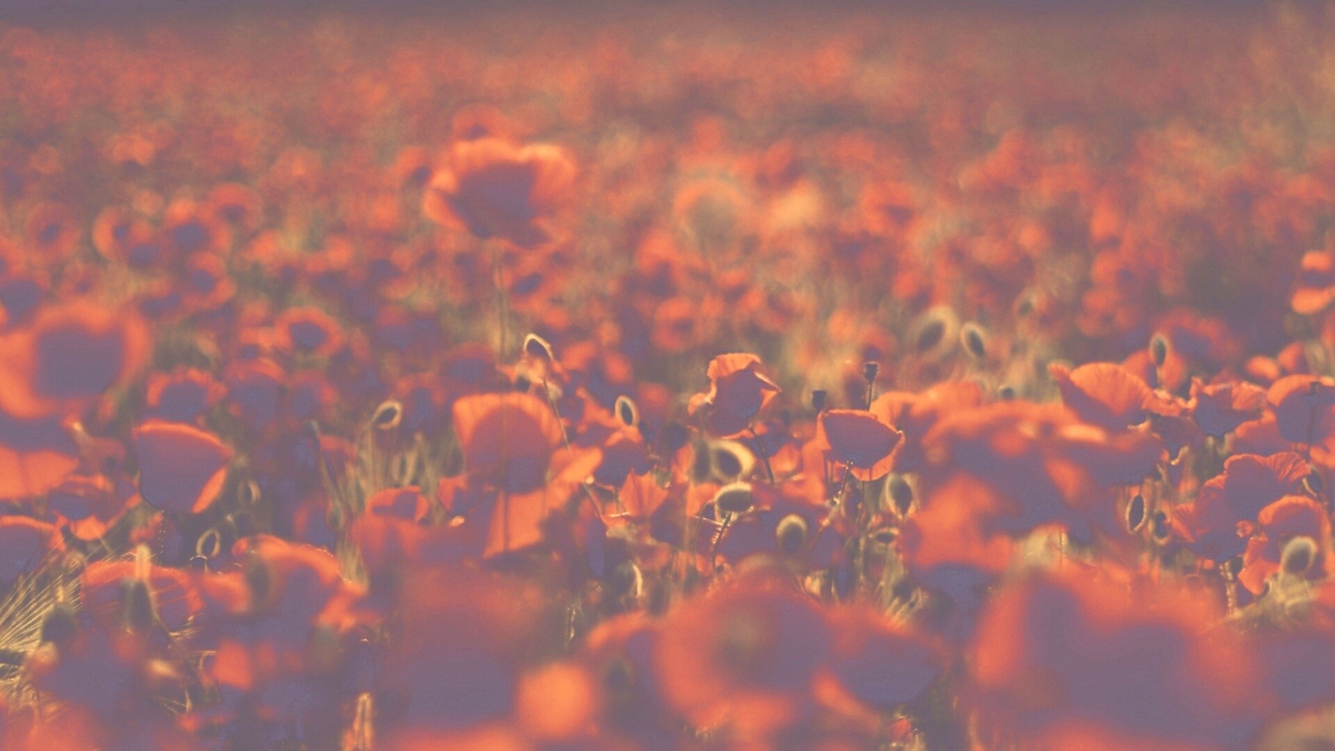 Маки в полях обои