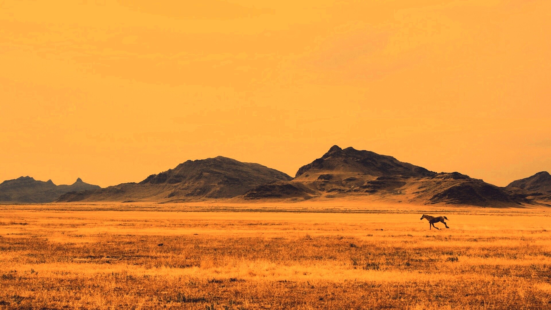 Мустанг в прериях обои