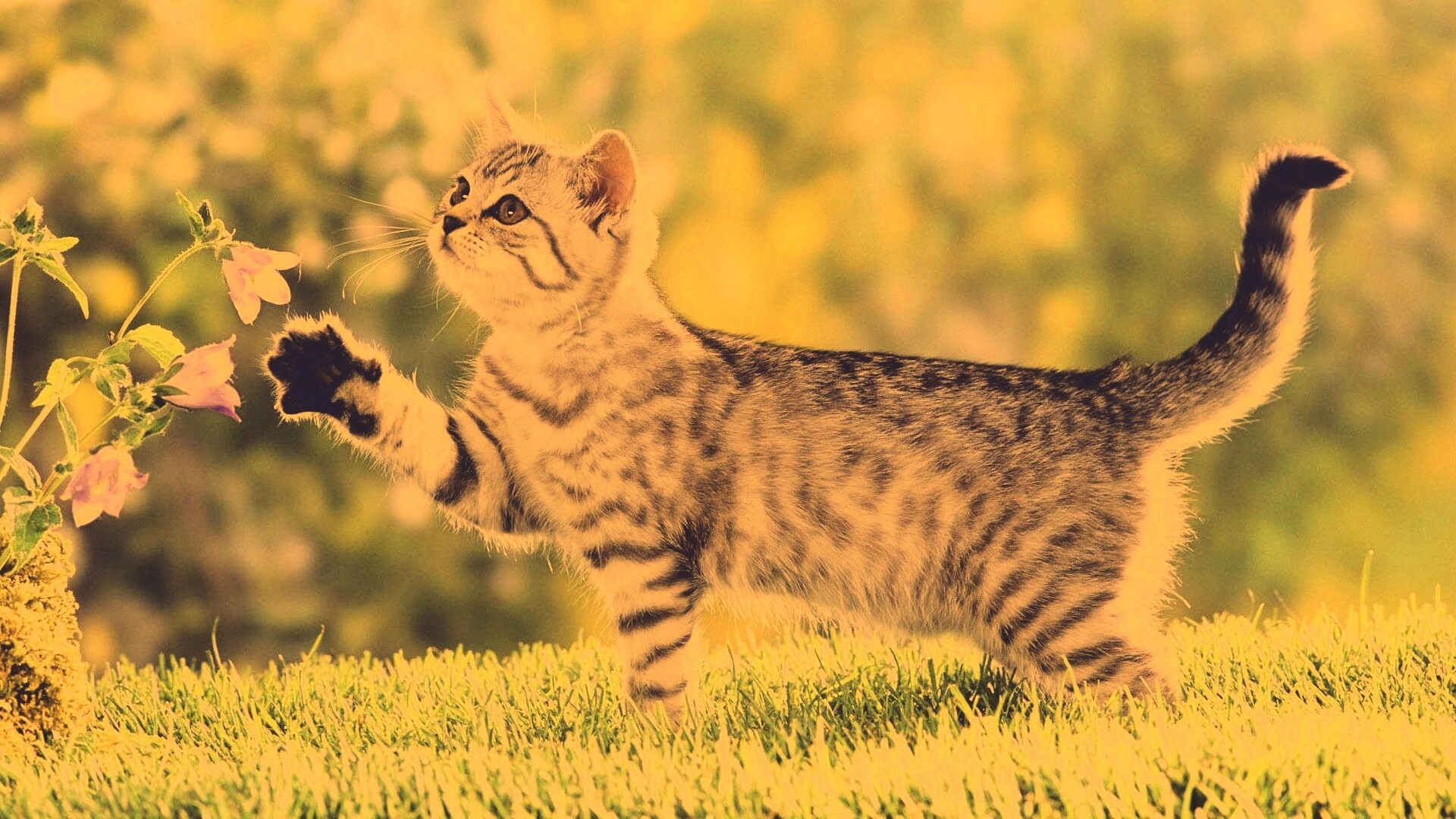 Котенок играет с цветами обои