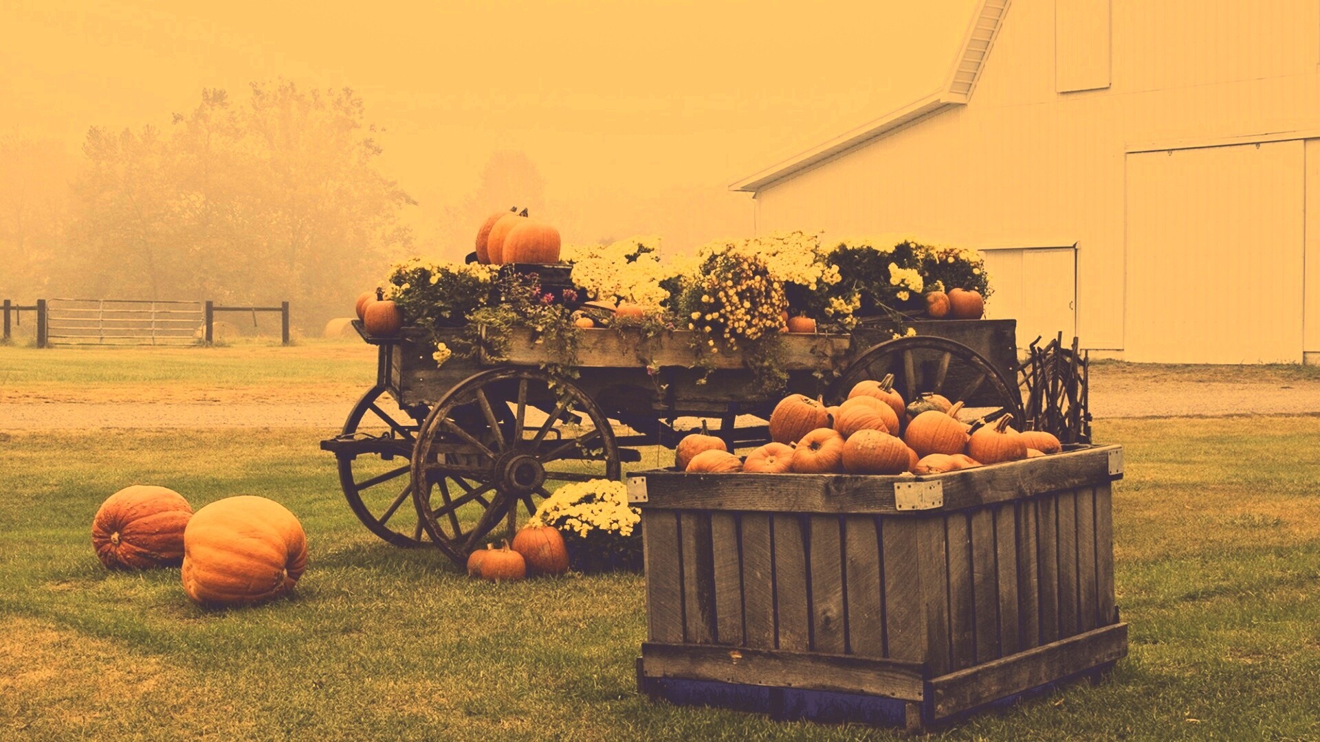 Урожай тыков обои